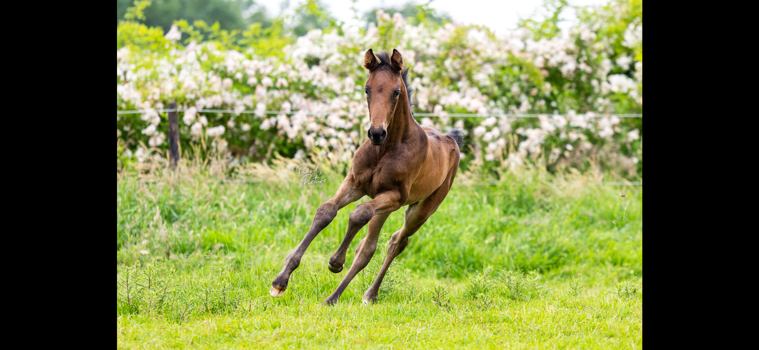 kwpn dressuurpaard hengst 0 years old donkerbruin for sale - Photo 3