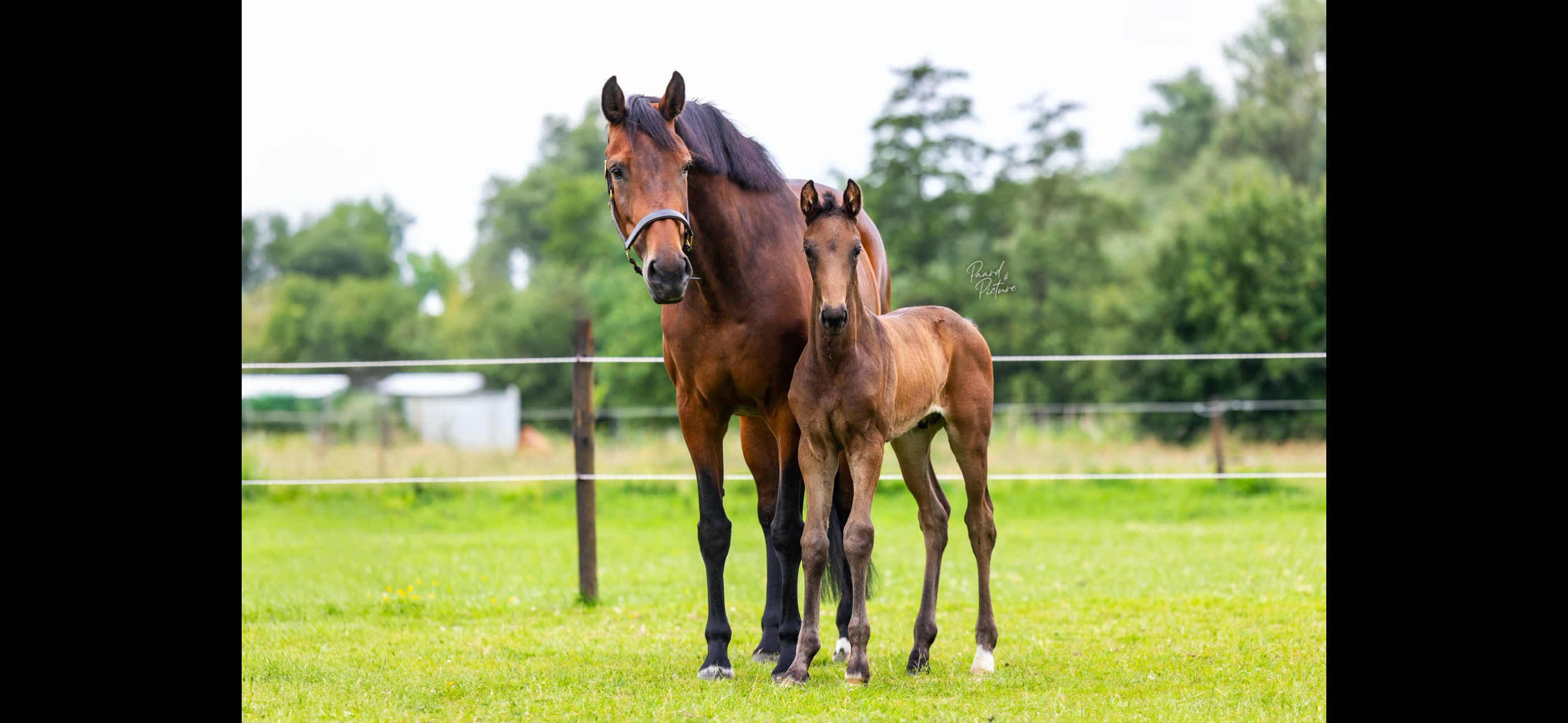 kwpn dressuurpaard hengst 0 years old donkerbruin for sale - Photo 4