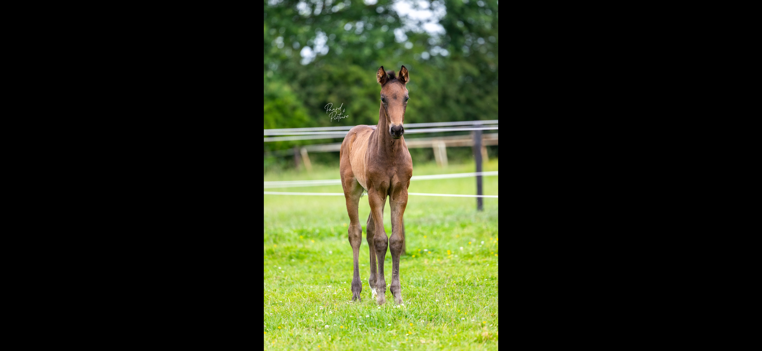 kwpn dressuurpaard hengst 0 years old donkerbruin for sale - Photo 6