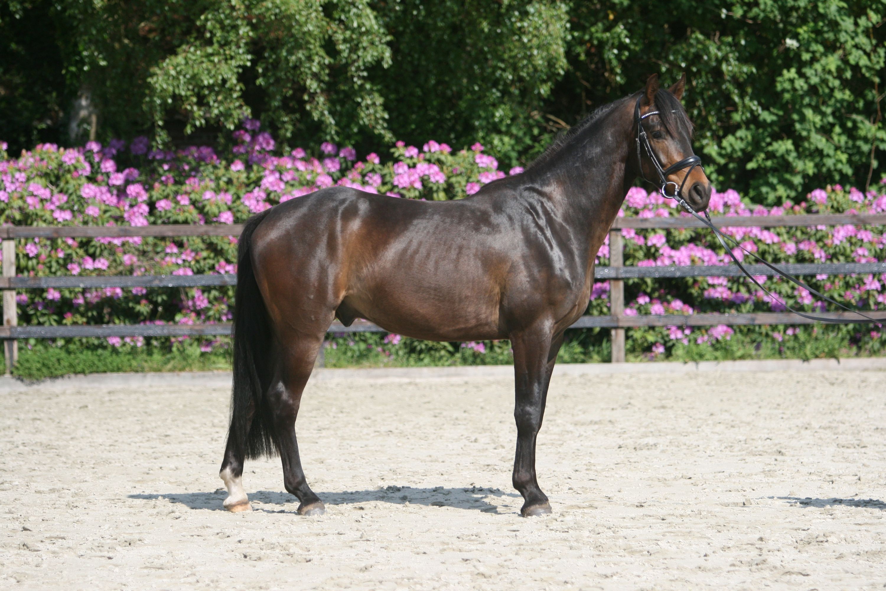 Castrone baio oscuro di 3 anni da prestigiosa linea da dressage