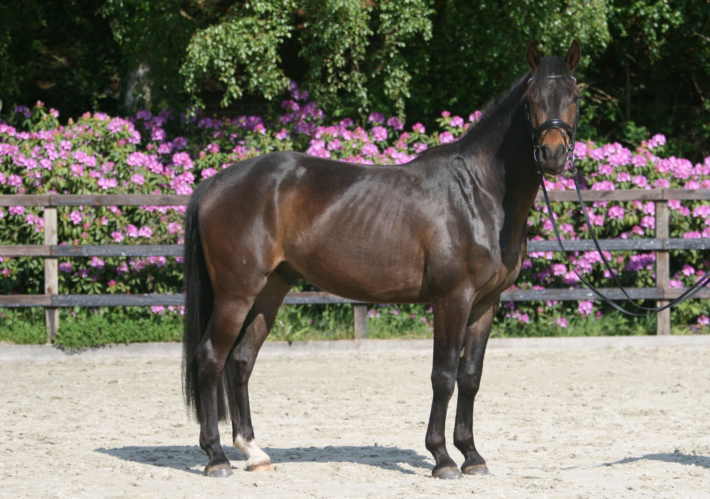 kwpn dressuurpaard ruin 3 anni donkerbruin in vendita - Foto 3