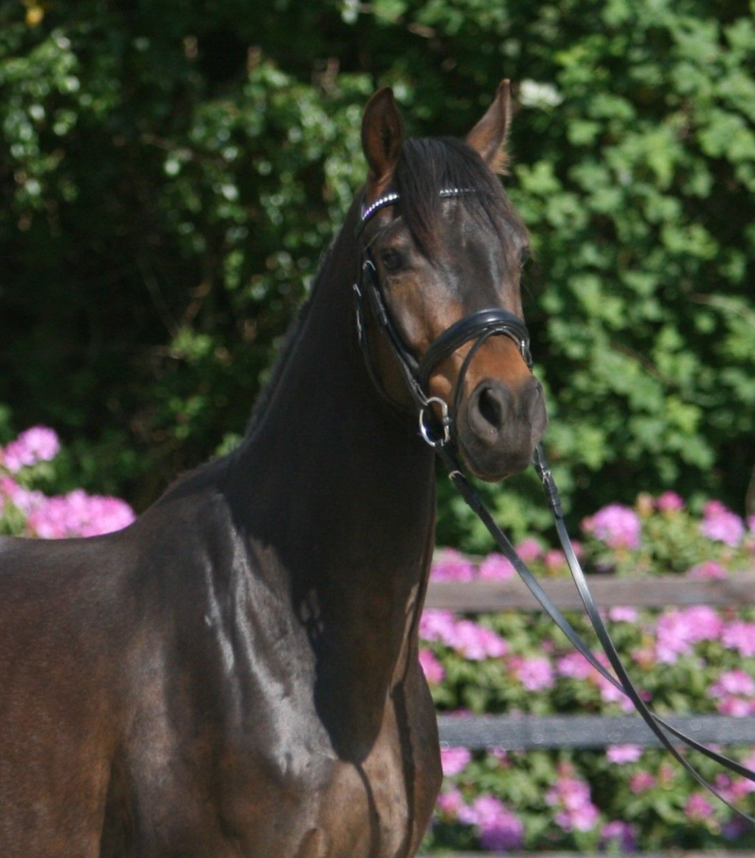 kwpn dressuurpaard ruin 3 anni donkerbruin in vendita - Foto 2