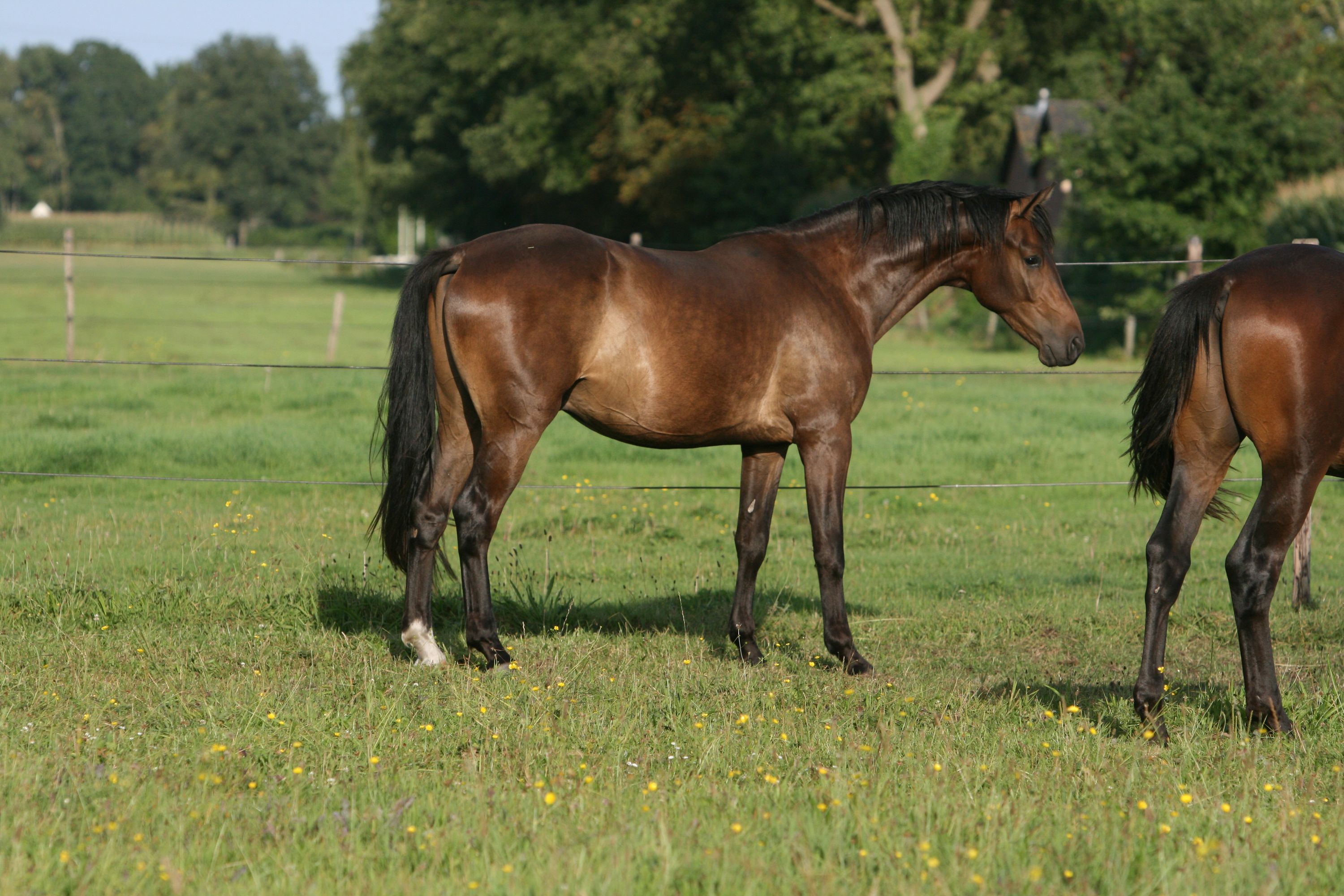 kwpn dressuurpaard ruin 3 anni donkerbruin in vendita - Foto 4