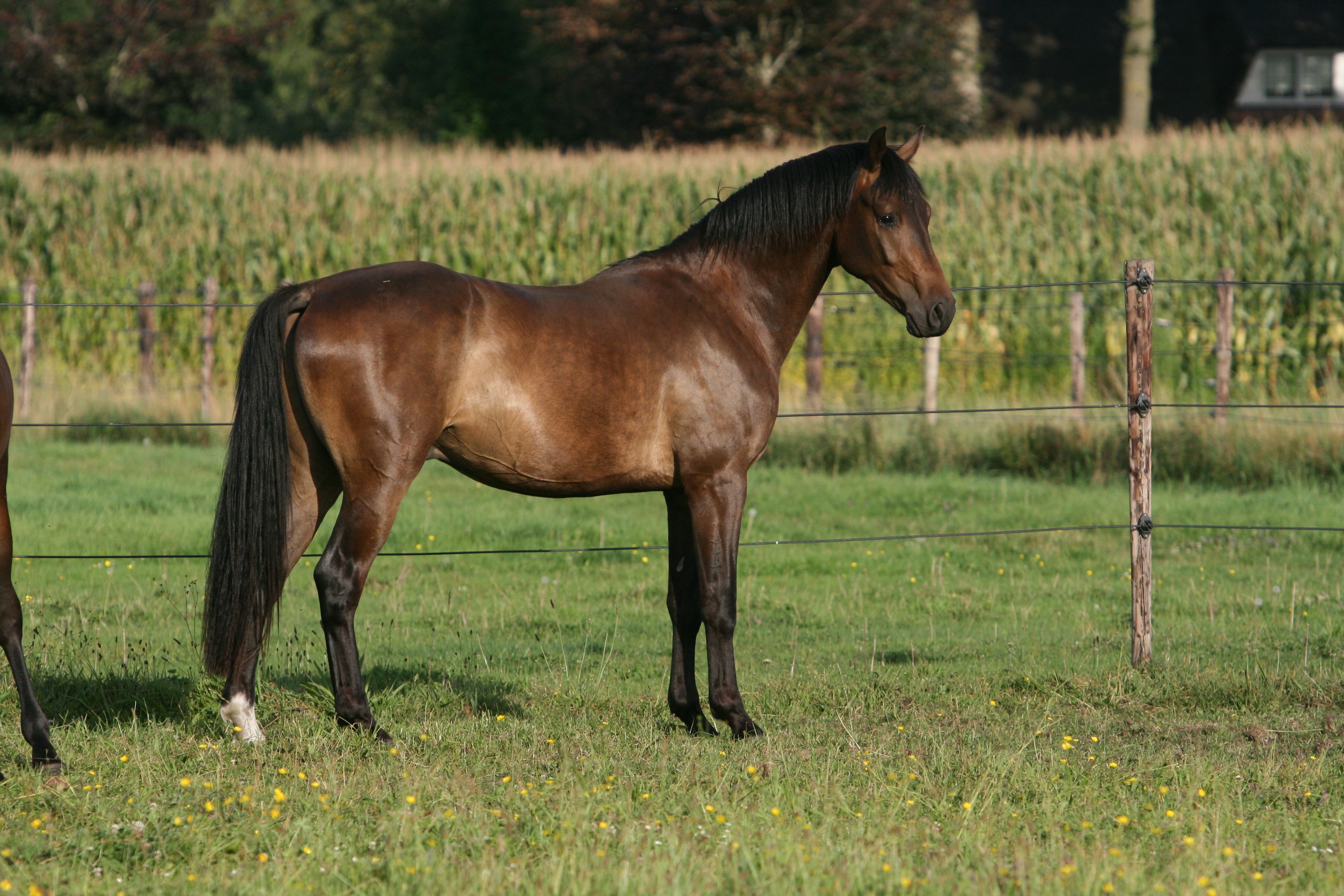 kwpn dressuurpaard ruin 3 anni donkerbruin in vendita - Foto 5