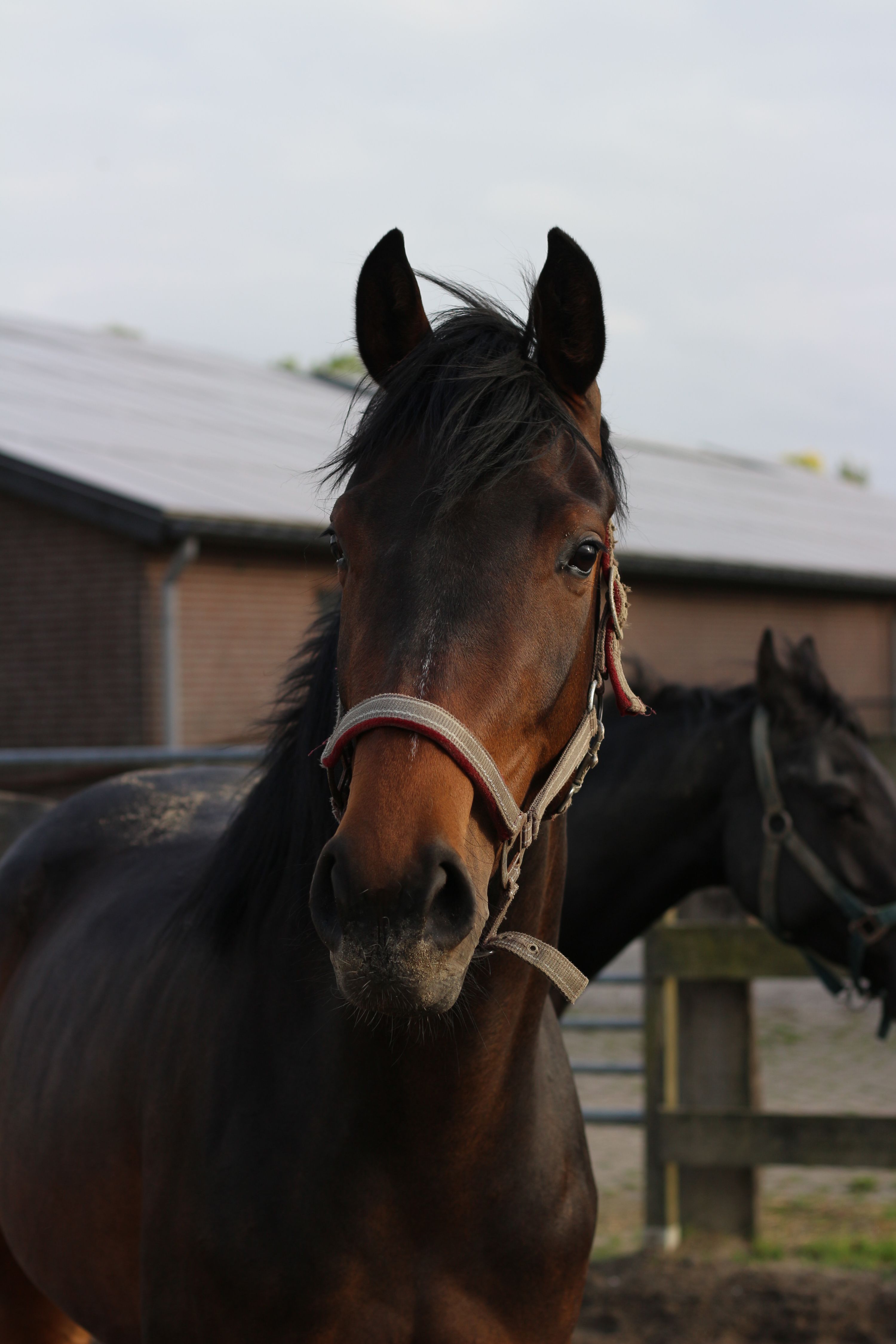 Tesscamila — Promising 3-year-old KWPN dressage mare with top pedigree