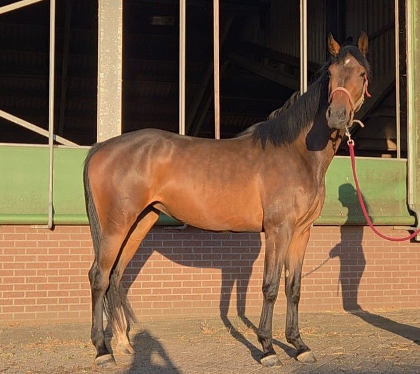 kwpn dressuurpaard merrie 3 jaar bruin te koop - Foto 6
