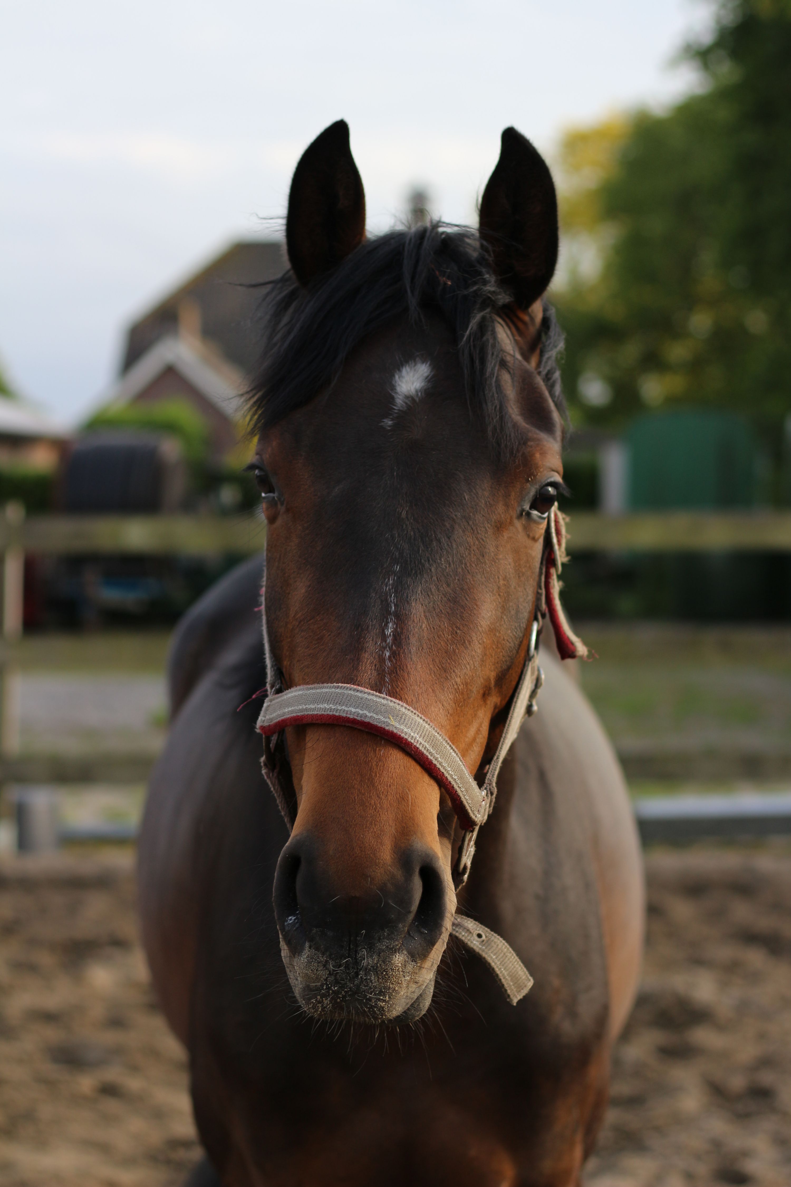 kwpn dressuurpaard merrie 3 jaar bruin te koop - Foto 2