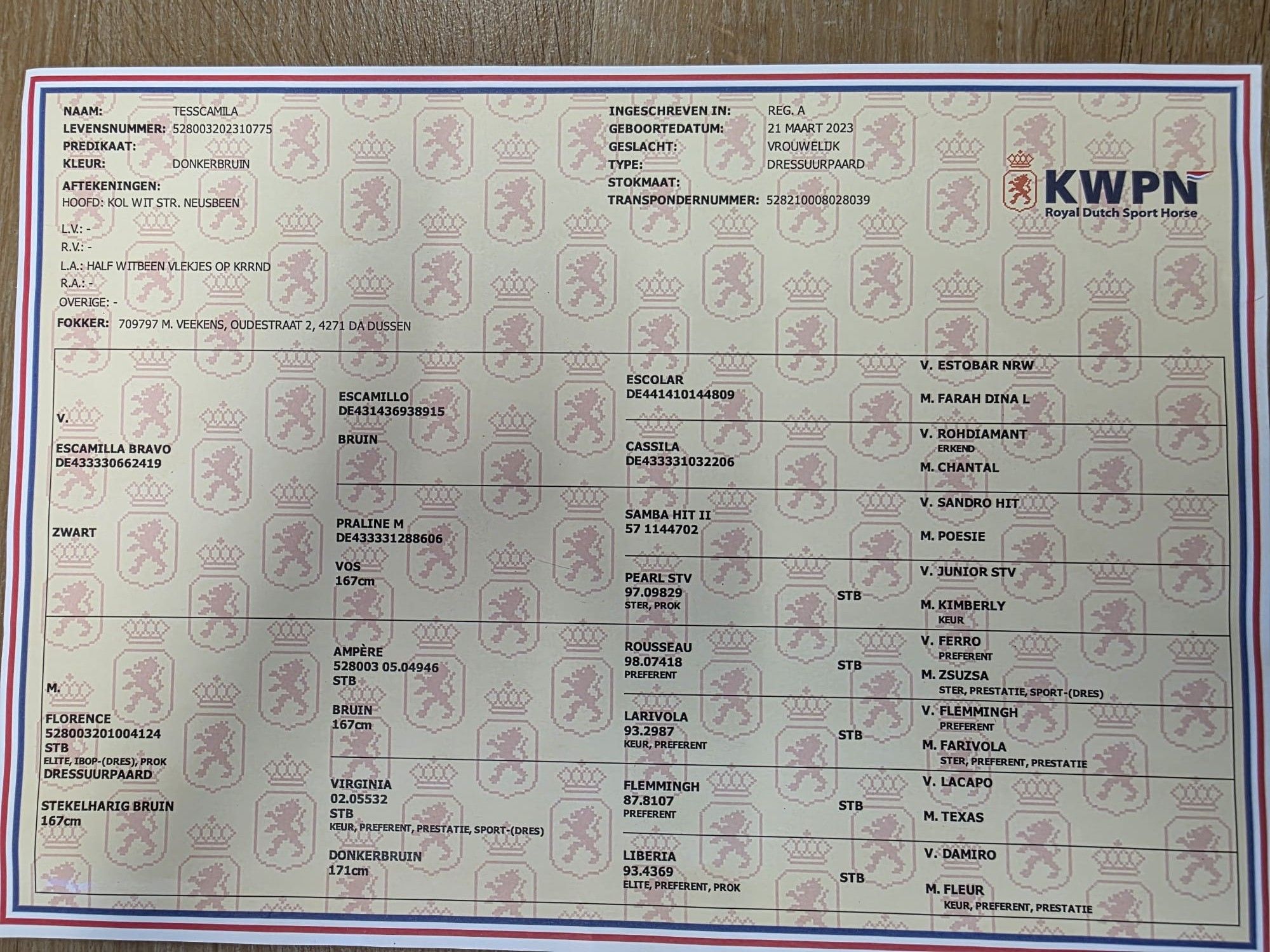 kwpn dressuurpaard merrie 3 jaar bruin te koop - Foto 3