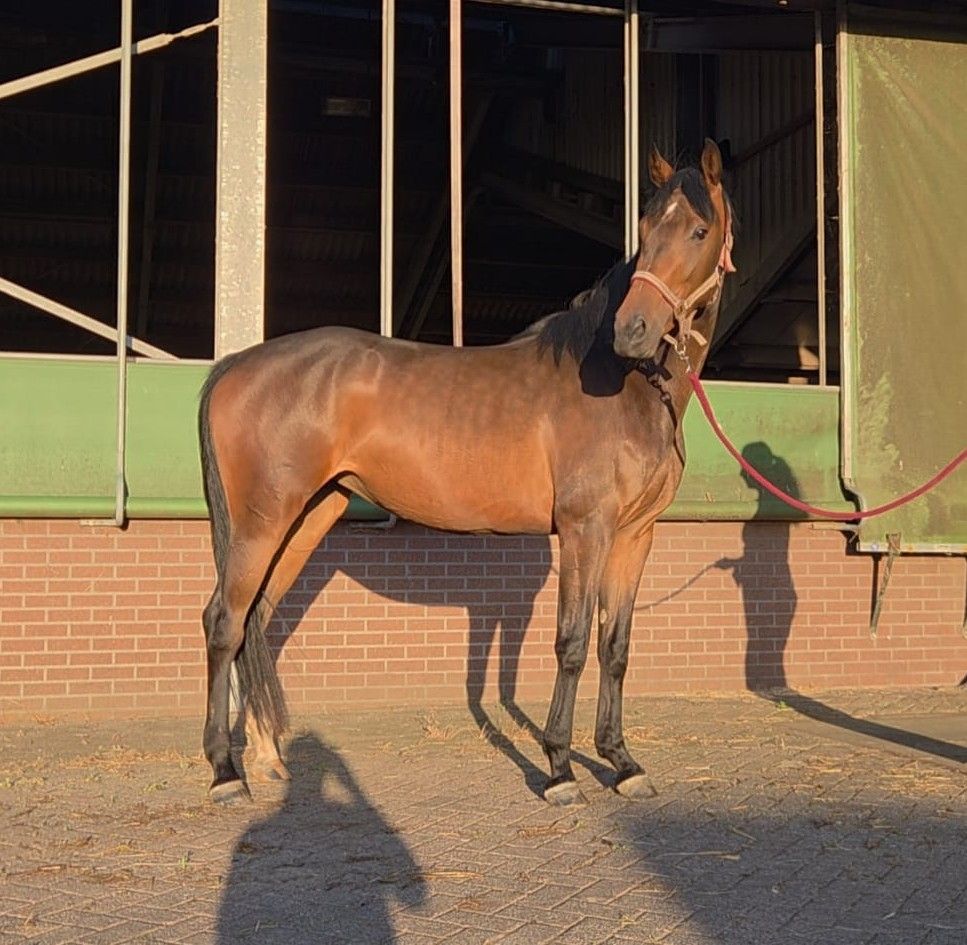 kwpn dressuurpaard merrie 3 jaar bruin te koop - Foto 4