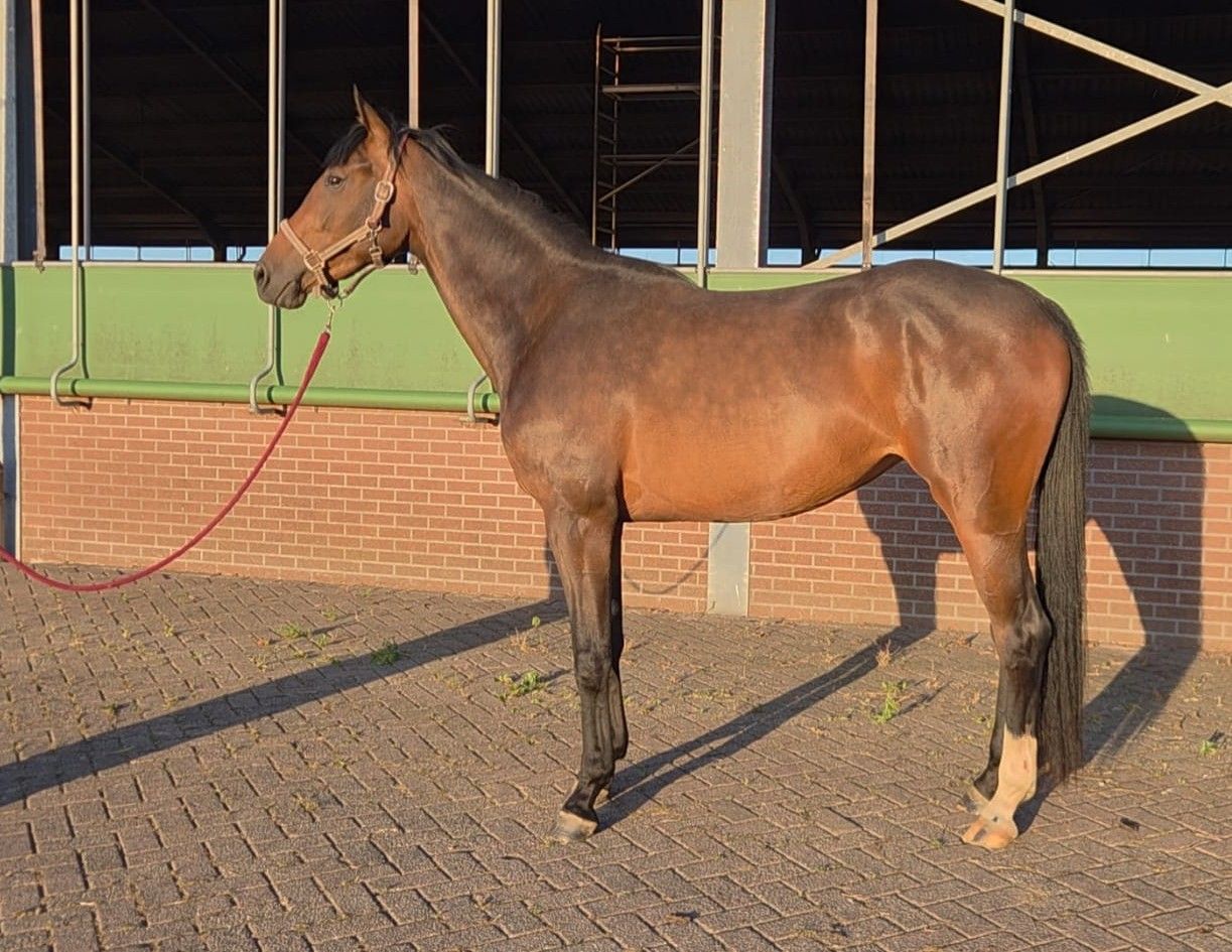 kwpn dressuurpaard merrie 3 jaar bruin te koop - Foto 5