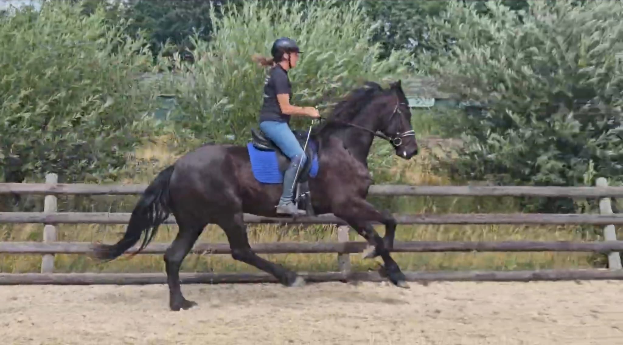 dressuurpaard ruin 4 anos zwart à venda - Foto 2