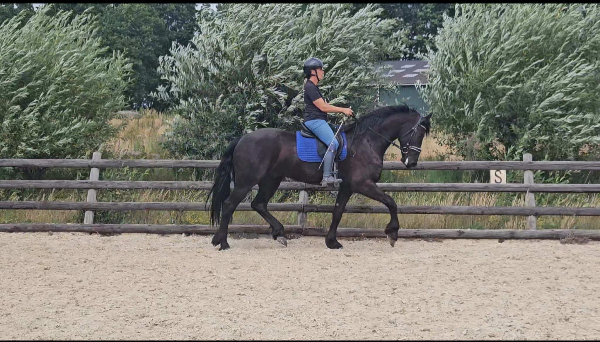 dressuurpaard ruin 4 anos zwart à venda - Foto 5