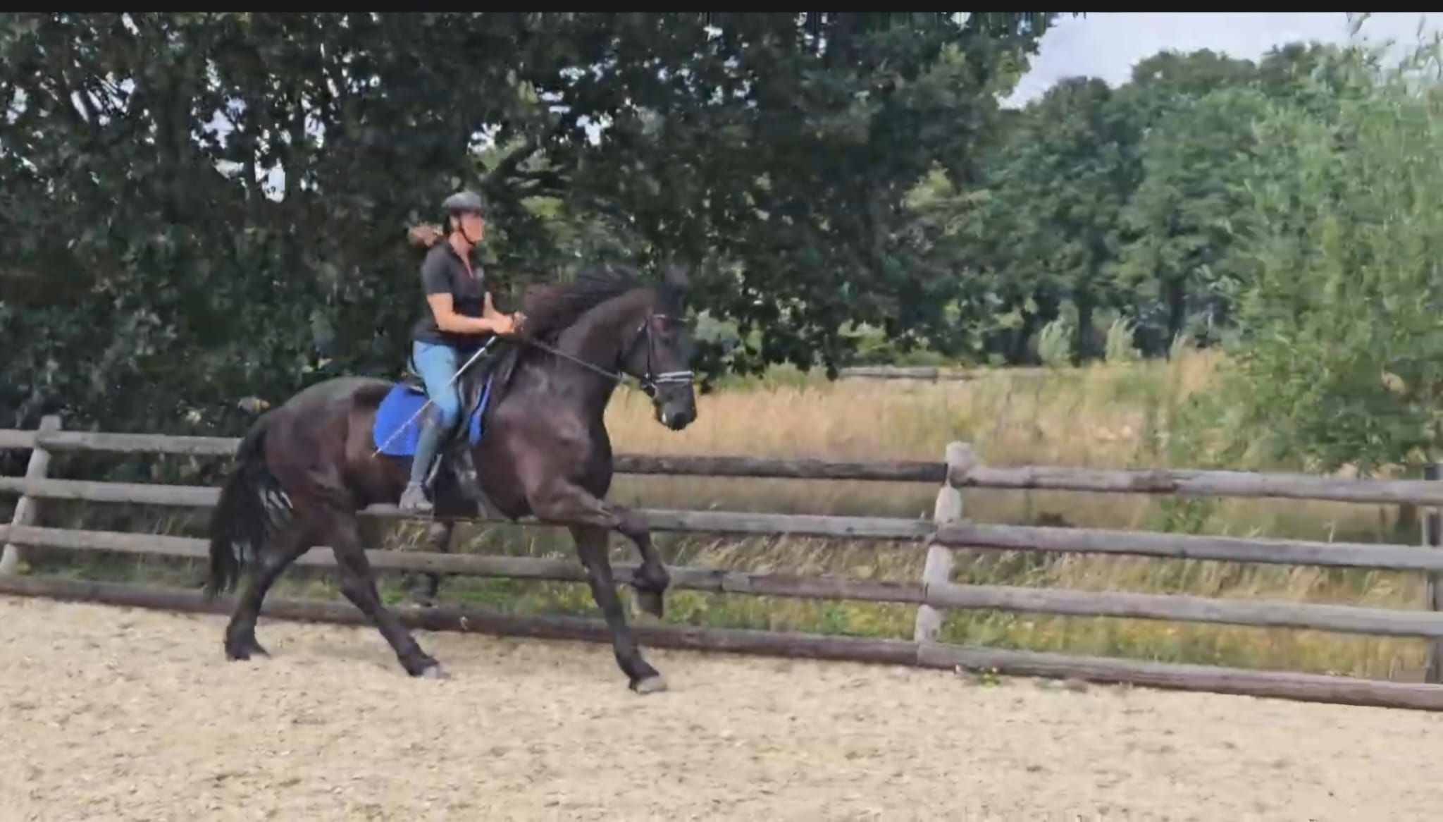dressuurpaard ruin 4 anos zwart à venda - Foto 4