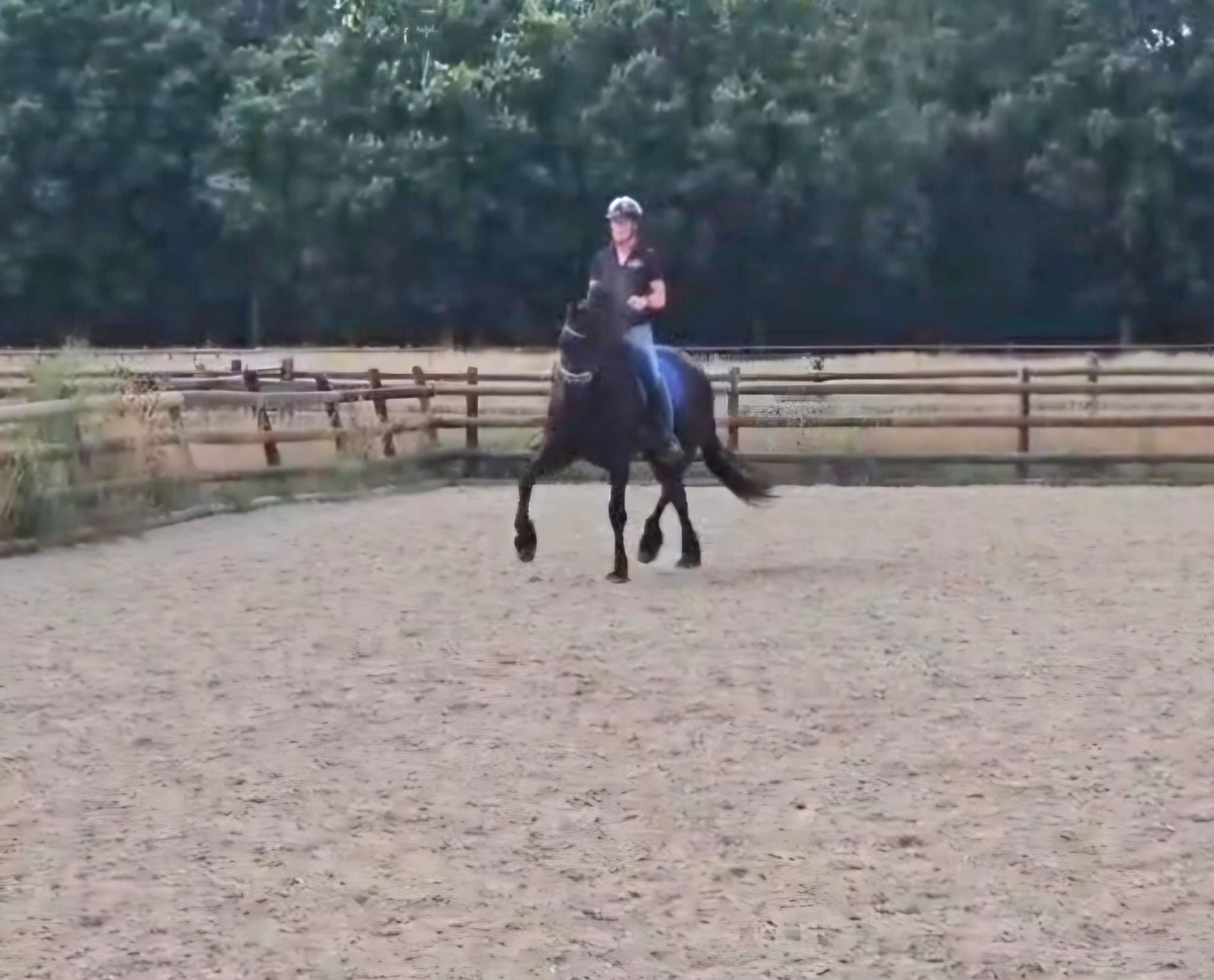 dressuurpaard ruin 4 anos zwart à venda - Foto 3