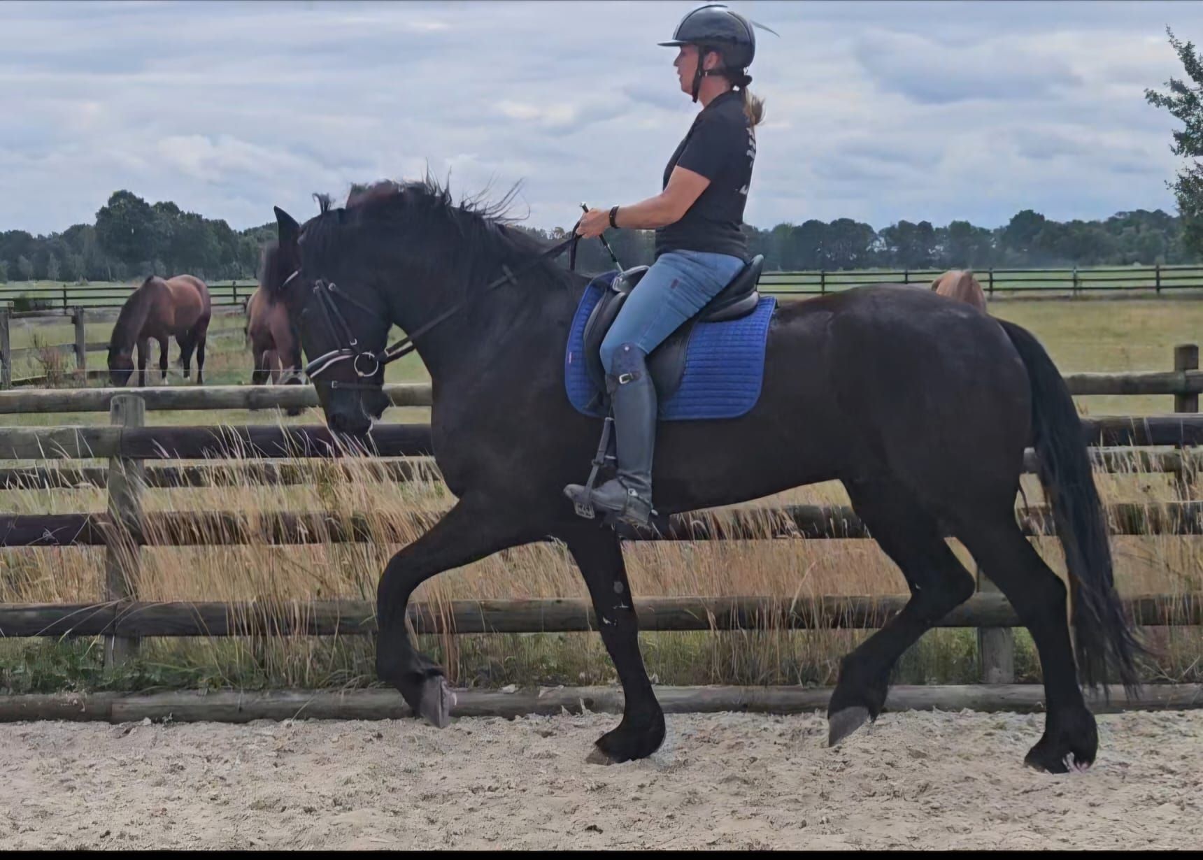 dressuurpaard ruin 4 anos zwart à venda - Foto 6