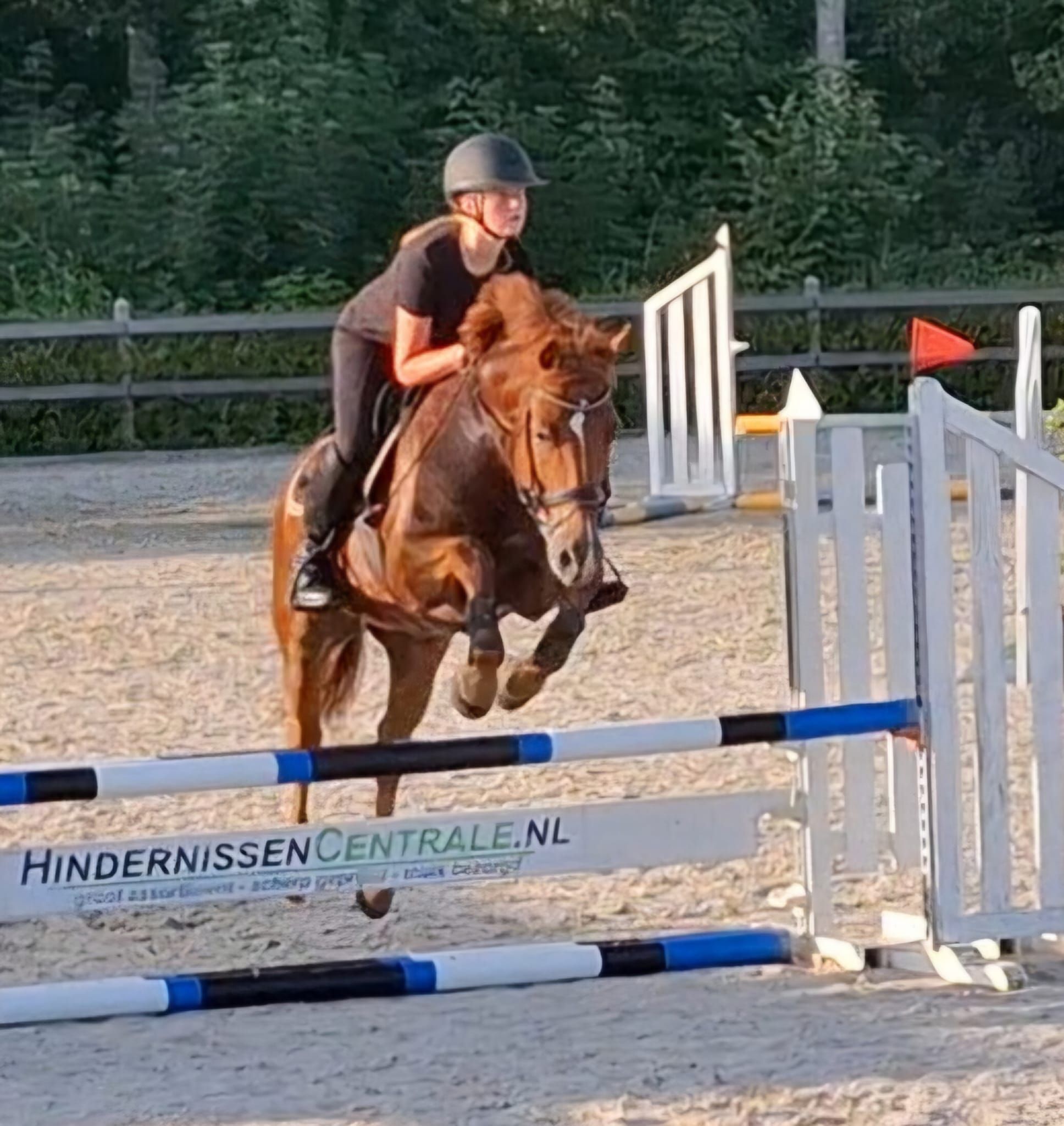 nrps allround-pony ruin 10 ani vos de vânzare - Foto 6