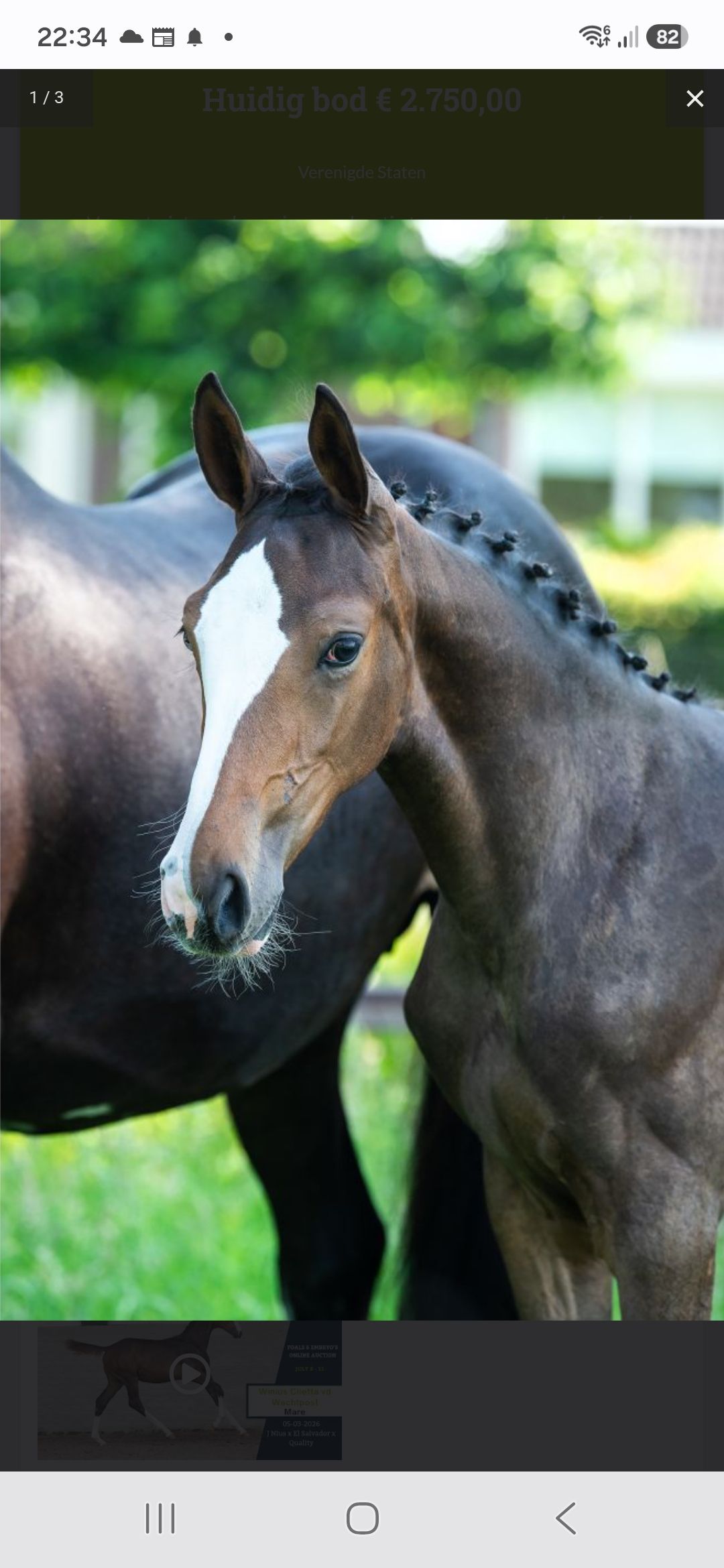 販売中：J-nius x El Salvador 牝馬（155ライン） | SportHorses.jp
