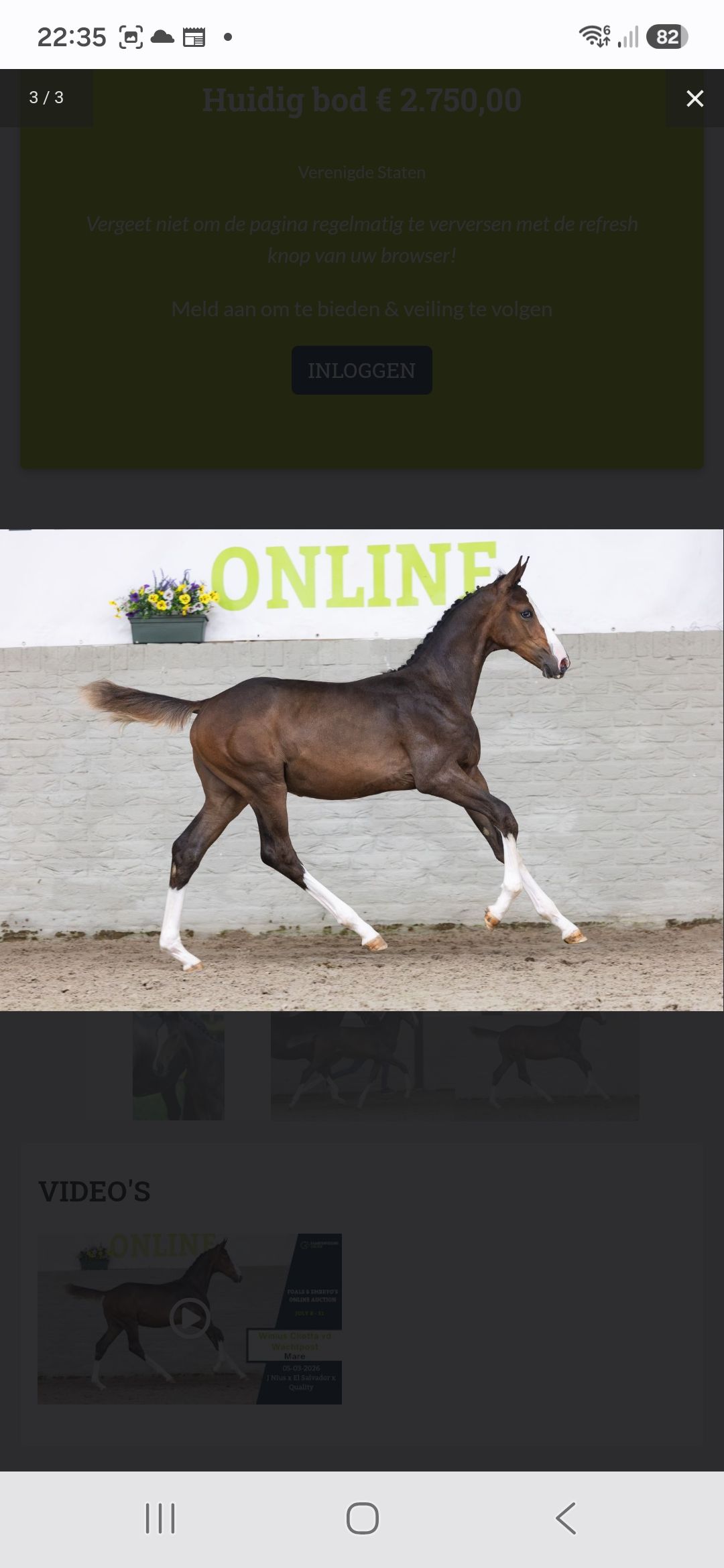 kwpn springpaard merrie 0 anos bruin à venda - Foto 2