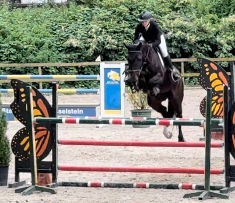 KWPN springpaard Merrie 12 años zwart en venta - Foto 4