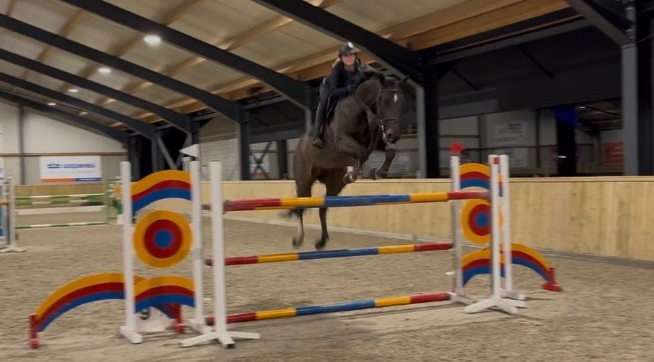 KWPN springpaard Merrie 12 años zwart en venta - Foto 3