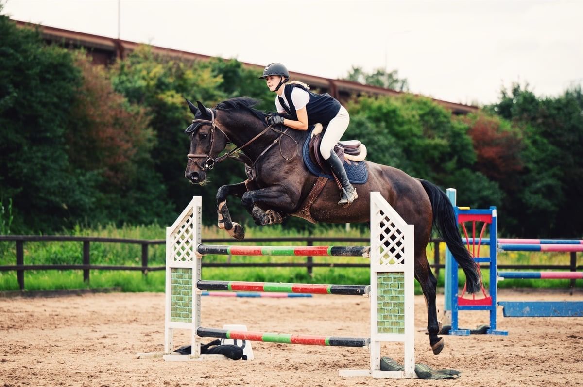 KWPN springpaard Merrie 12 años zwart en venta - Foto 2