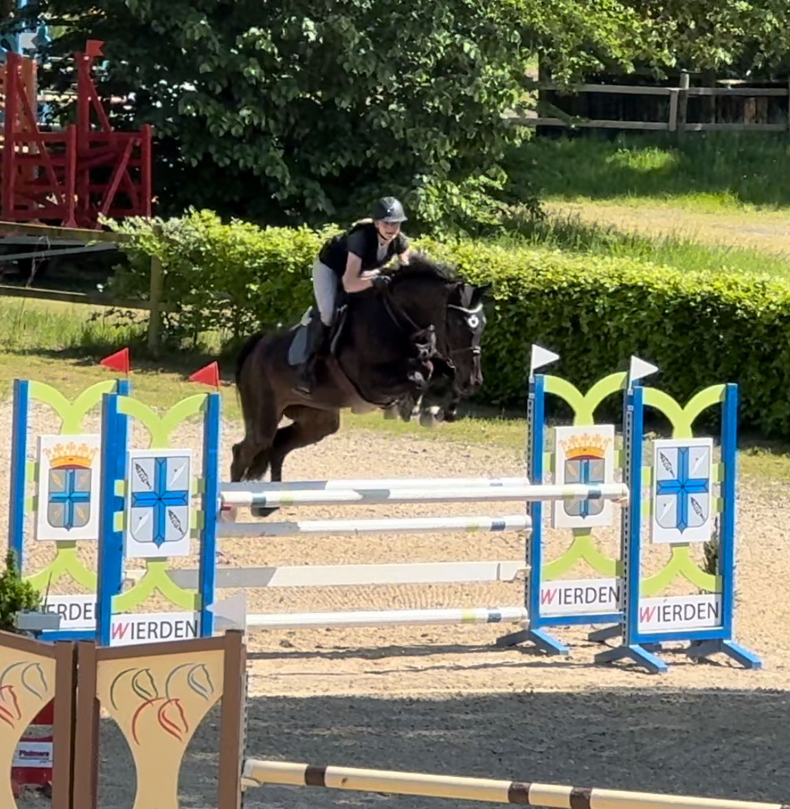 KWPN springpaard Merrie 12 años zwart en venta - Foto 5