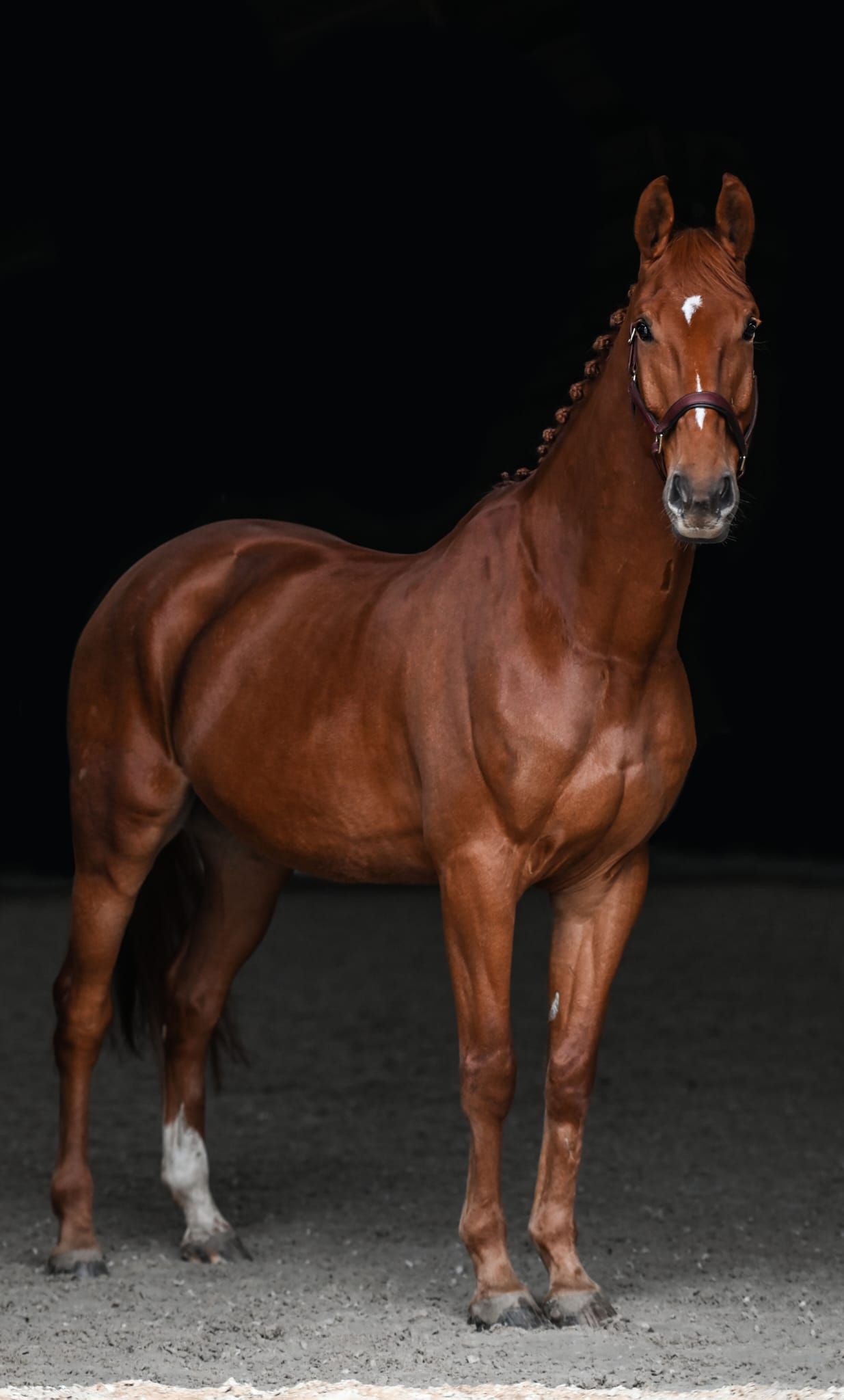 kwpn allrounder ruin 12 years old vos for sale - Photo 2