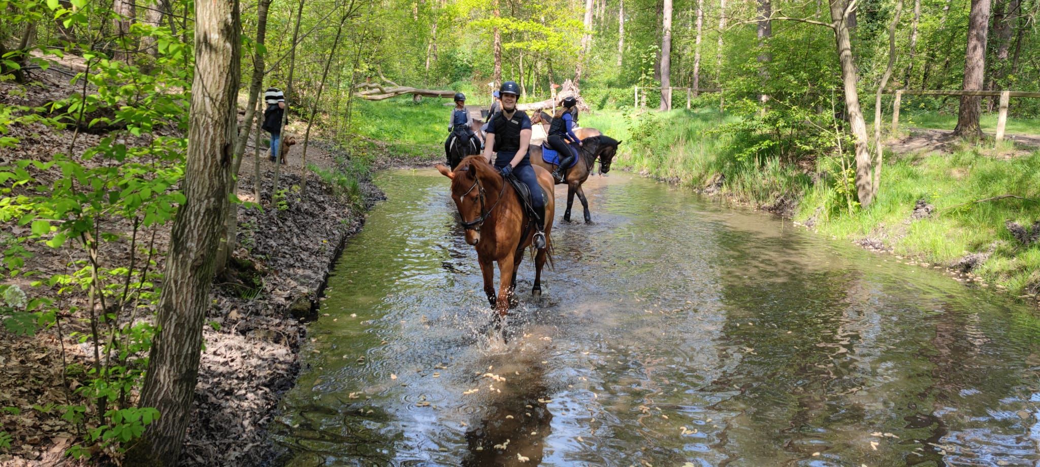 kwpn allrounder ruin 12 years old vos for sale - Photo 5