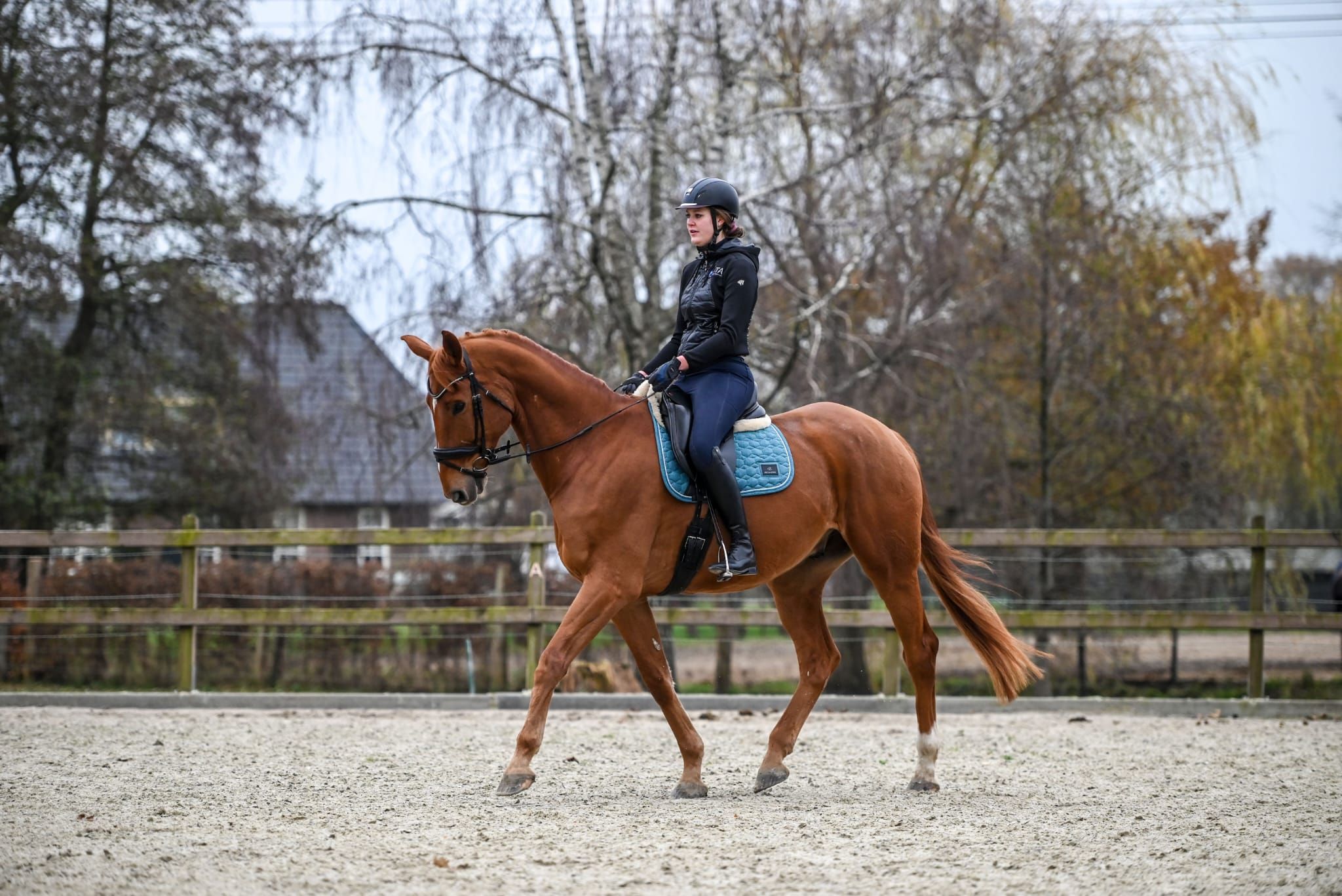 Jack: Sweet all-round gelding