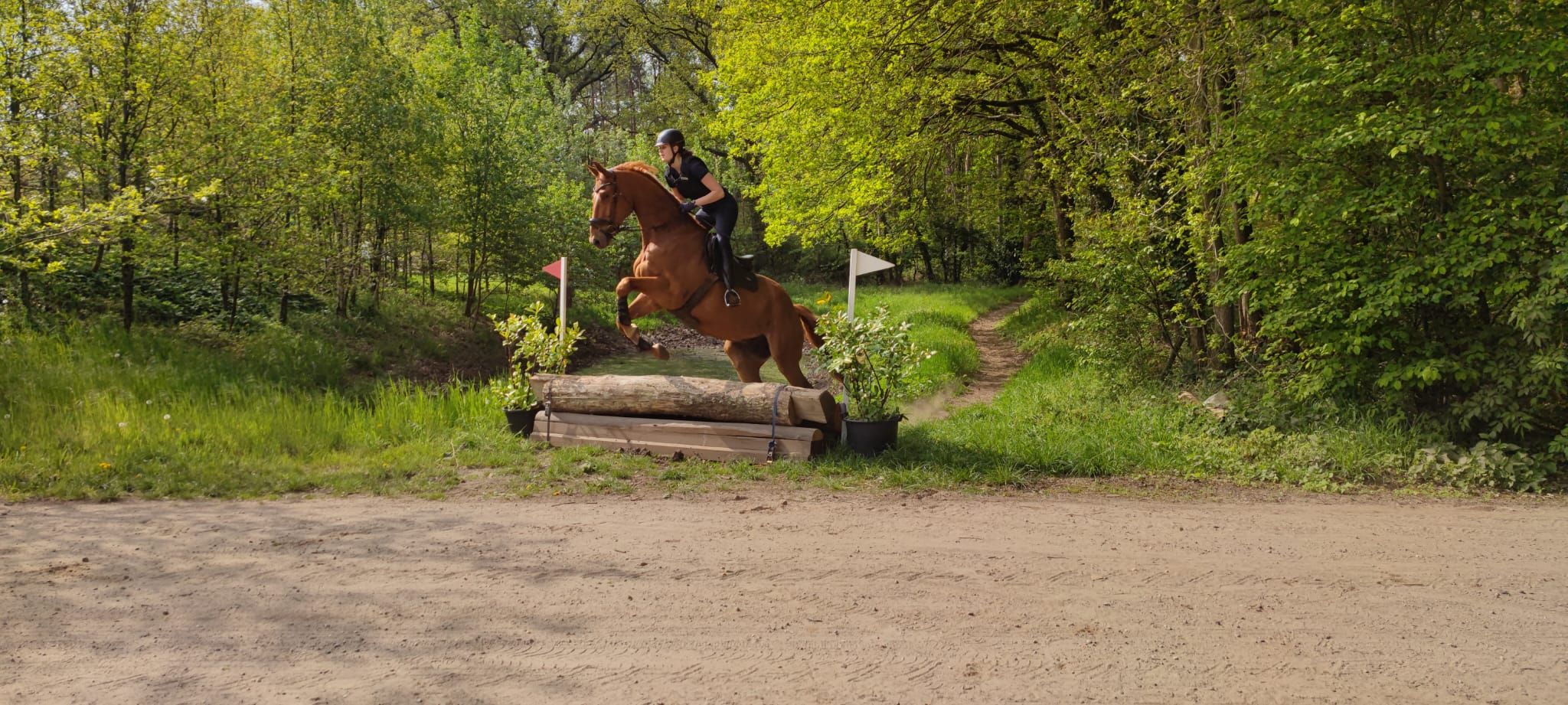 kwpn allrounder ruin 12 years old vos for sale - Photo 6