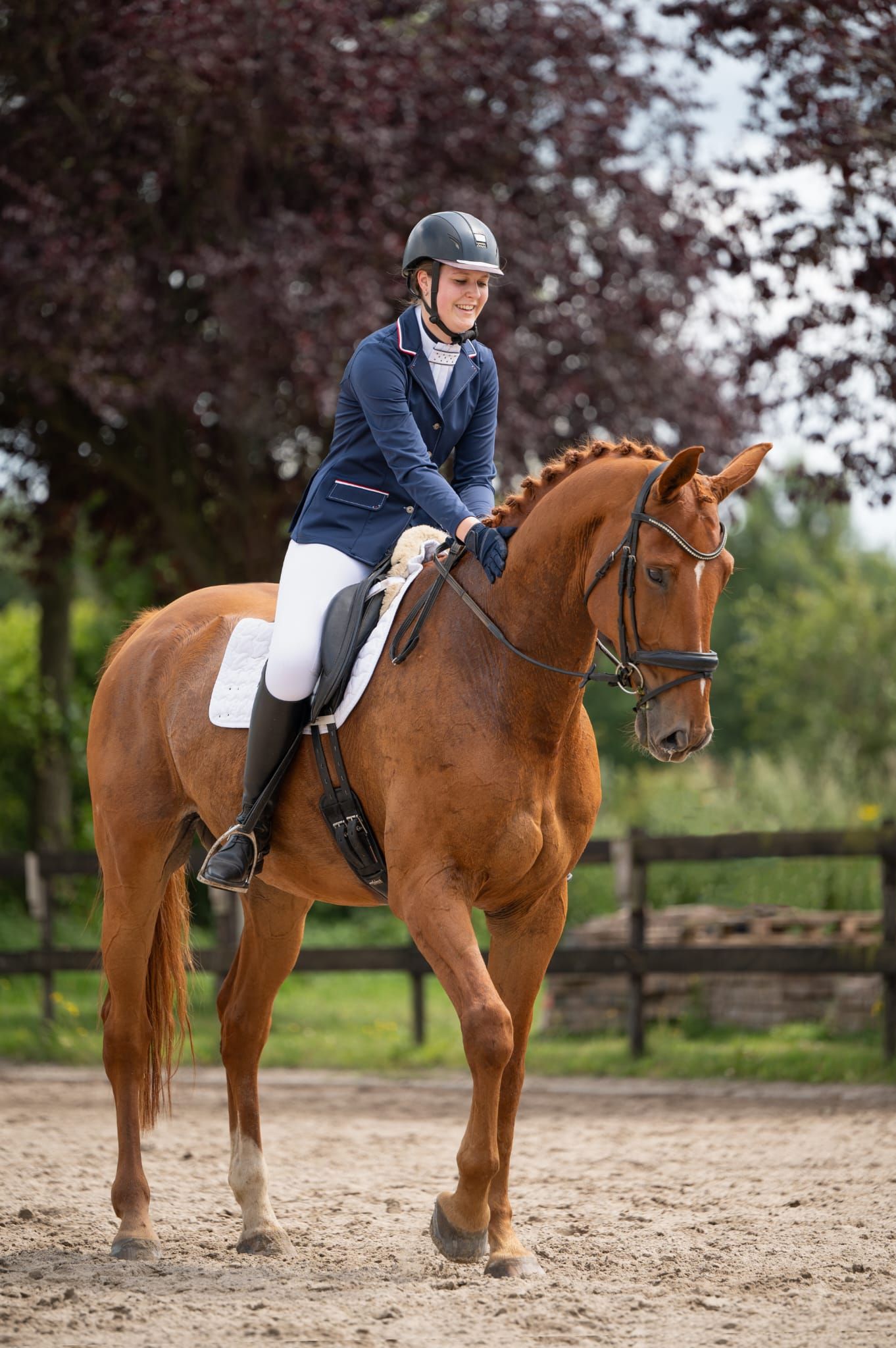 kwpn allrounder ruin 12 years old vos for sale - Photo 4
