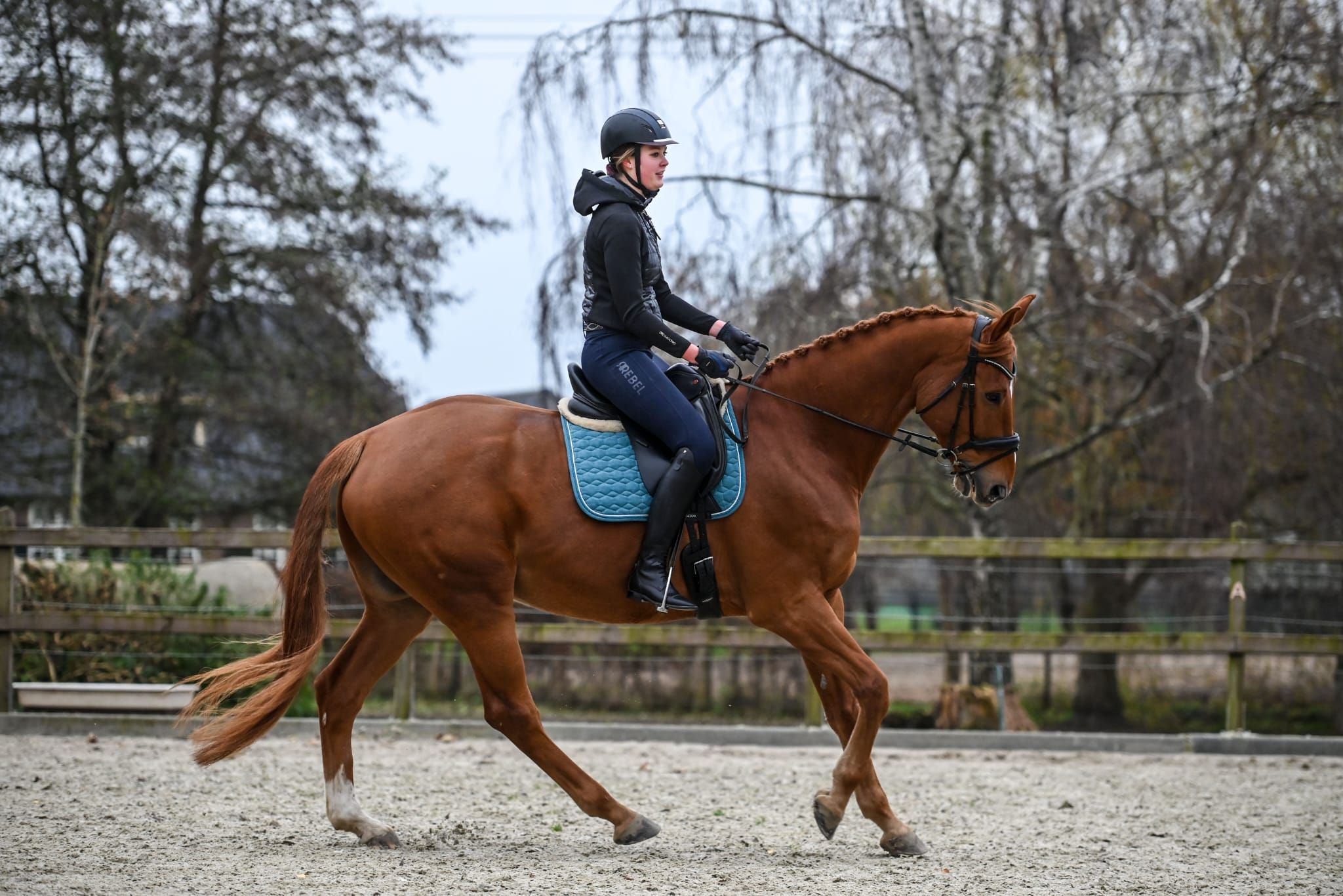 kwpn allrounder ruin 12 years old vos for sale - Photo 3