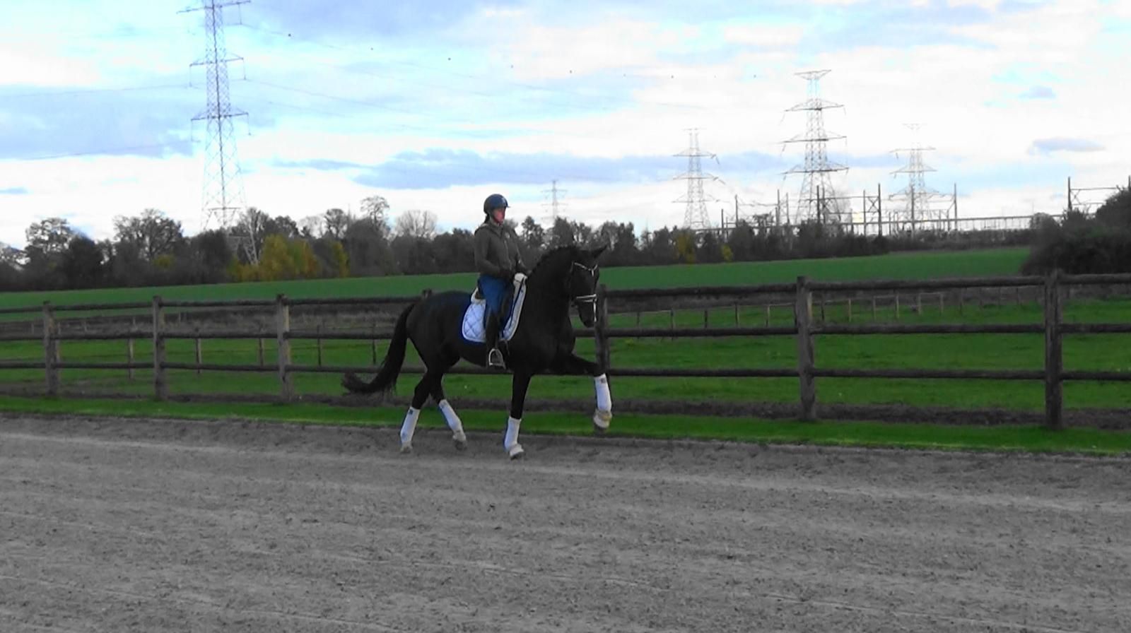 bwp dressuurpaard ruin 3 años donkerbruin en venta - Foto 2