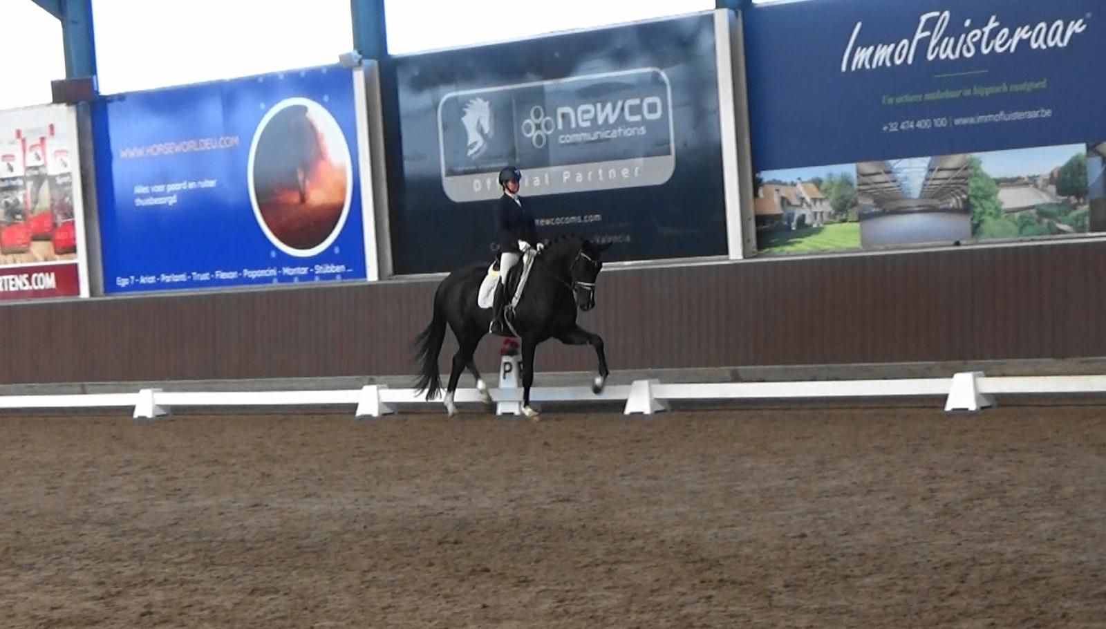bwp dressuurpaard ruin 3 años donkerbruin en venta - Foto 3