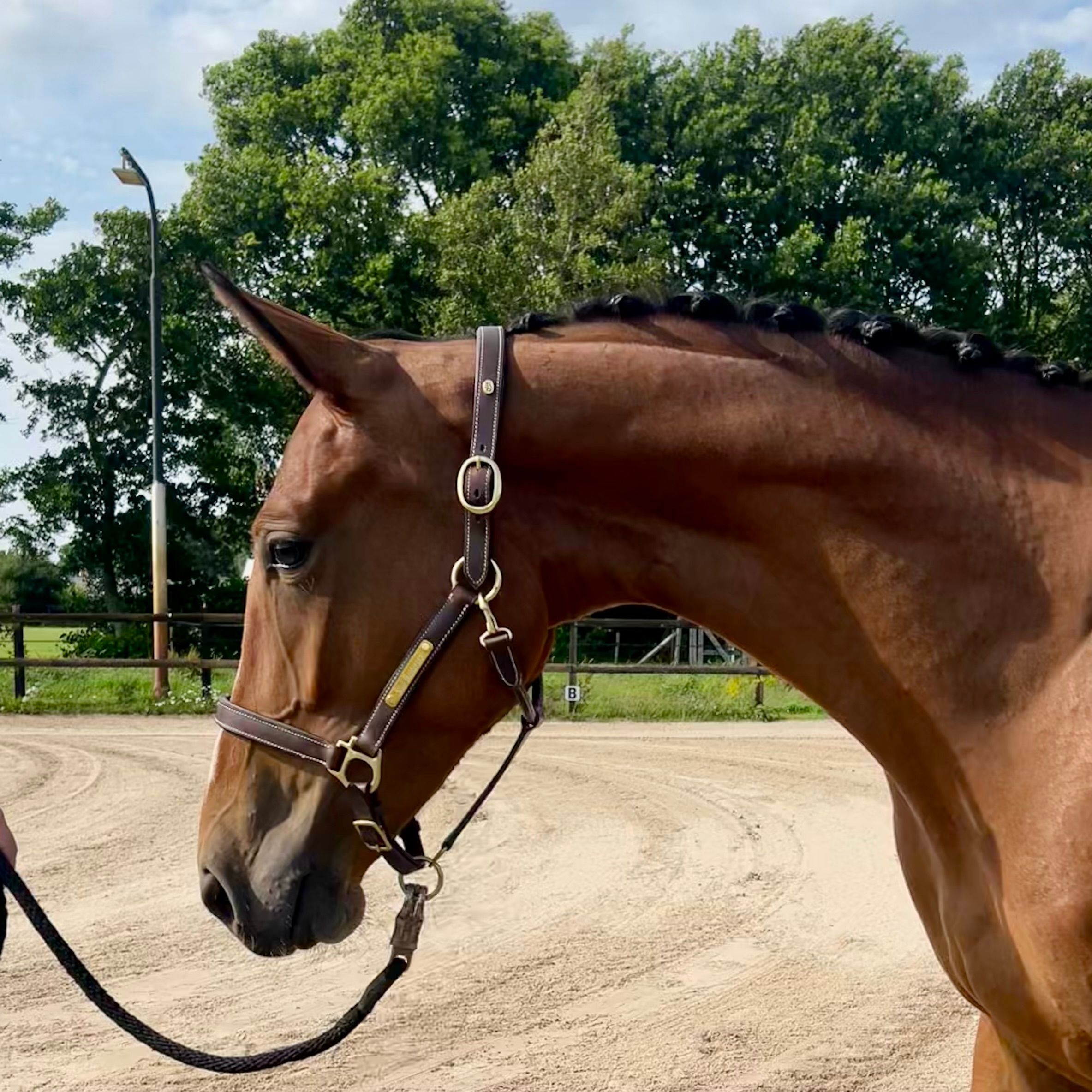 Stunning 3-year-old mare