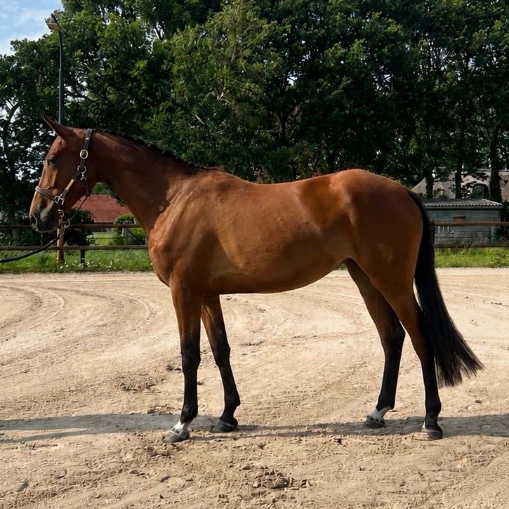 nrps springpaard merrie 3 år bruin till salu - Foto 2