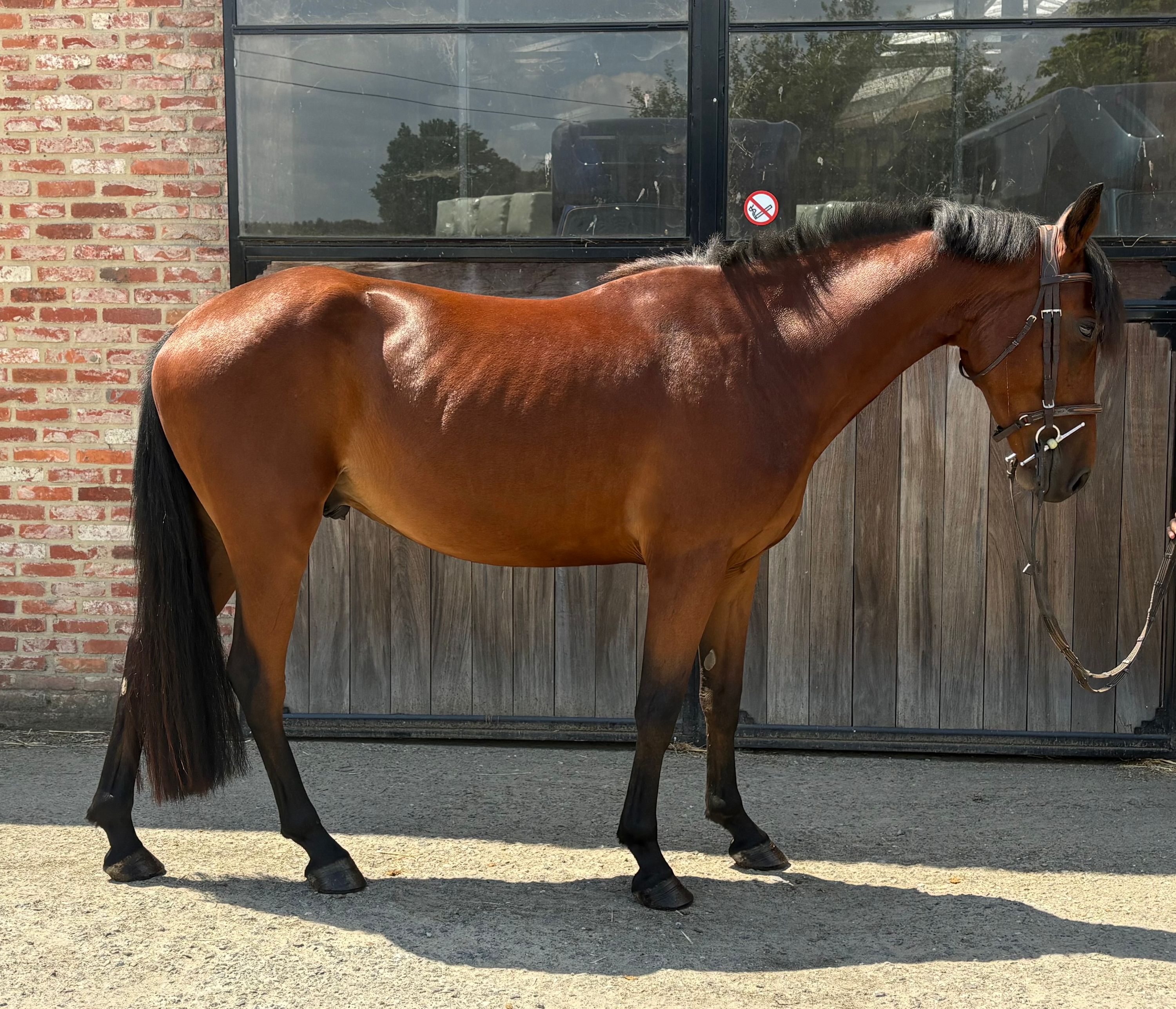 allround-pony ruin 4 jaar bruin te koop - Foto 2