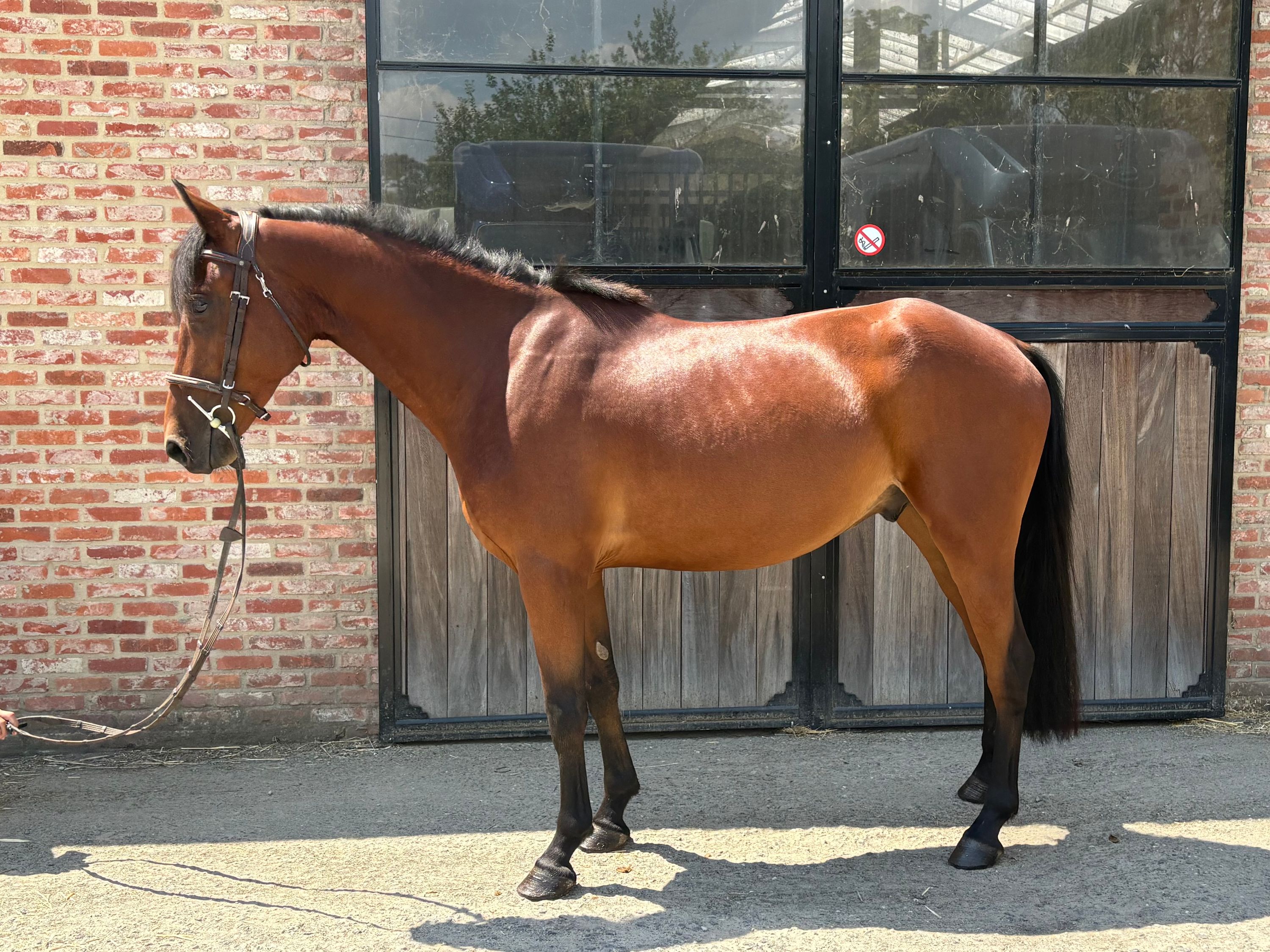 allround-pony ruin 4 jaar bruin te koop - Foto 3