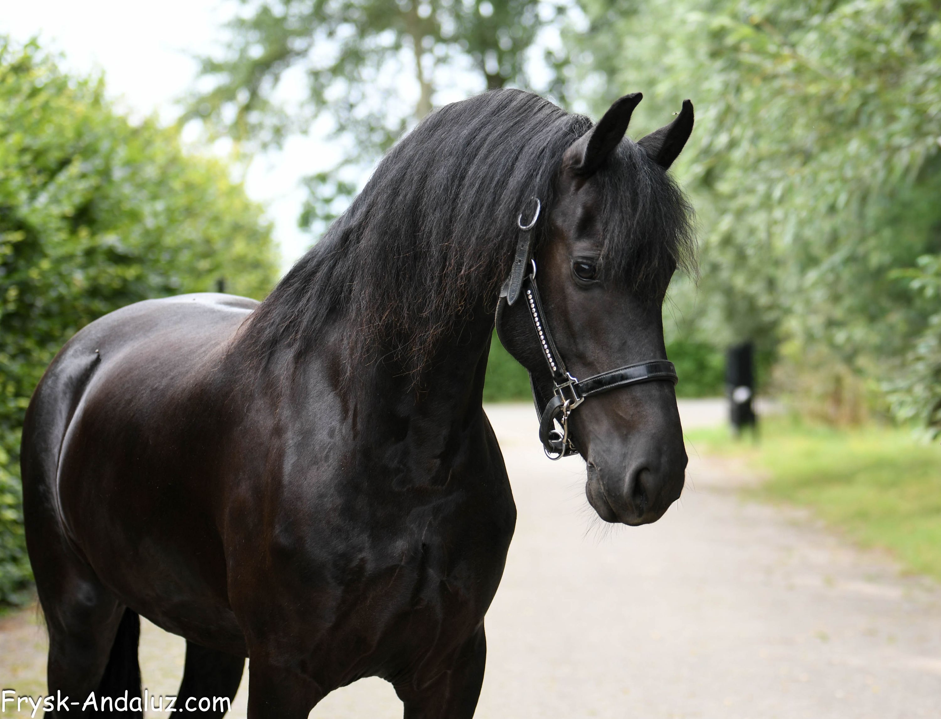 allround-fries merrie 5 years old zwart for sale - Photo 6
