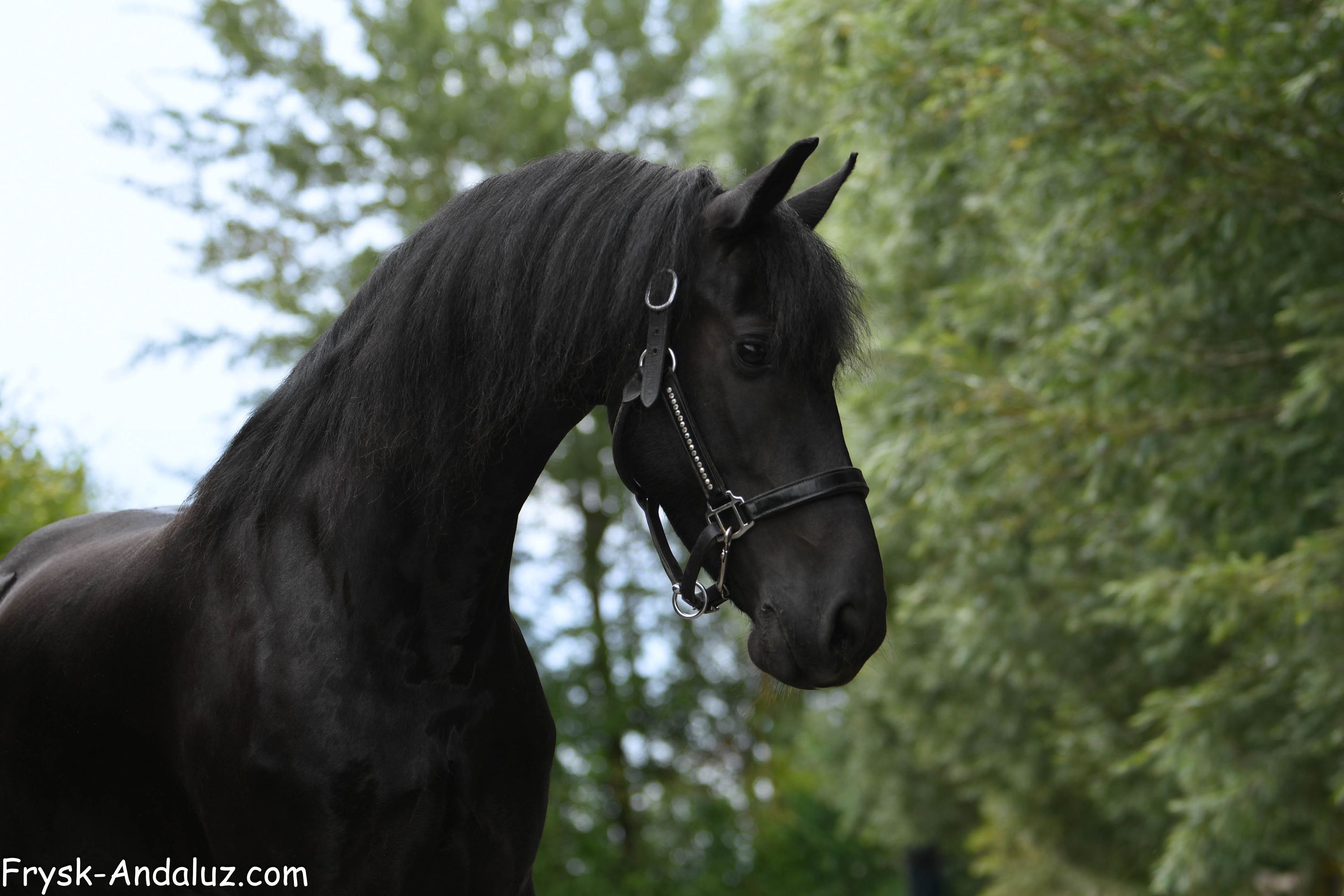allround-fries merrie 5 years old zwart for sale - Photo 2