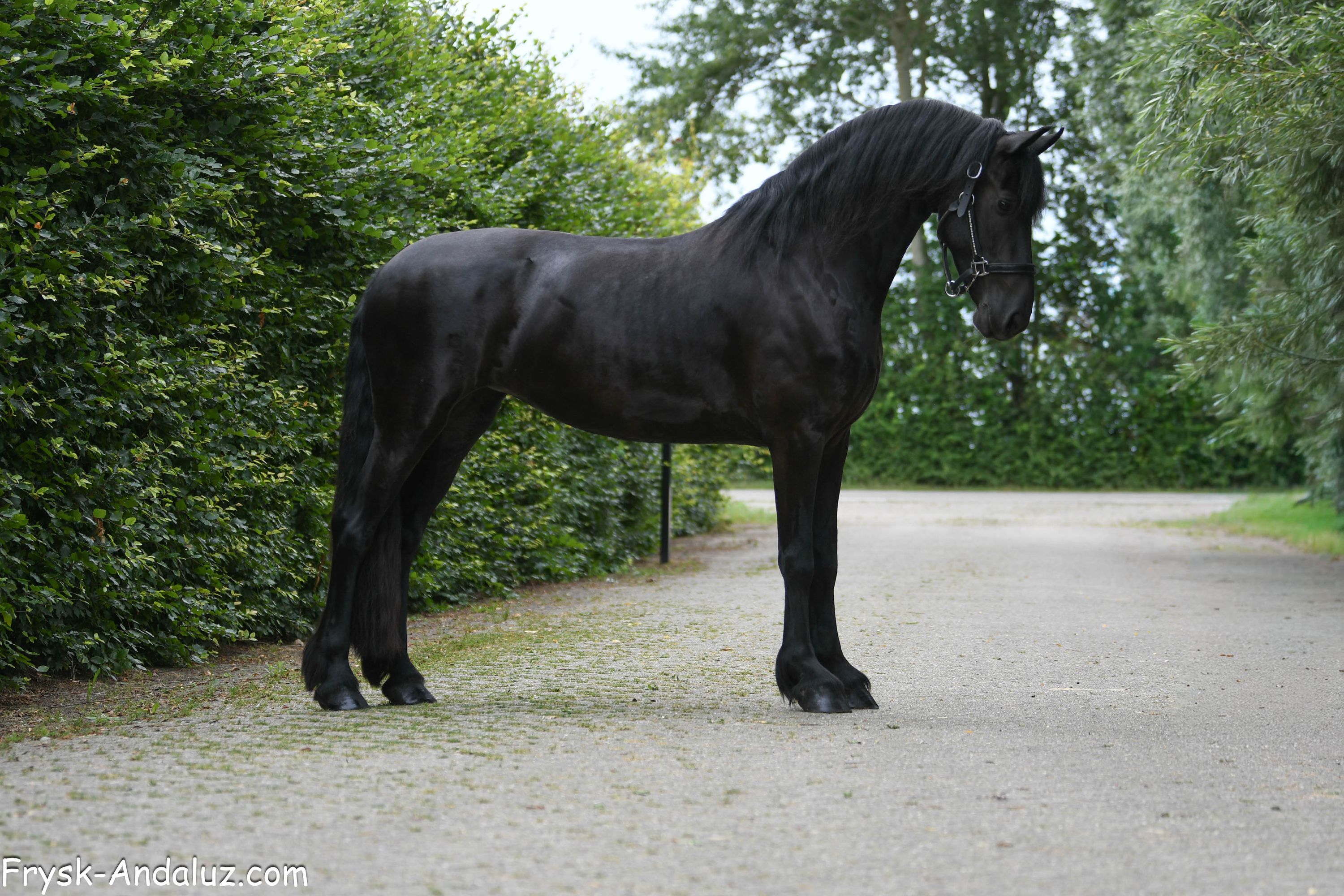 allround-fries merrie 5 years old zwart for sale - Photo 4