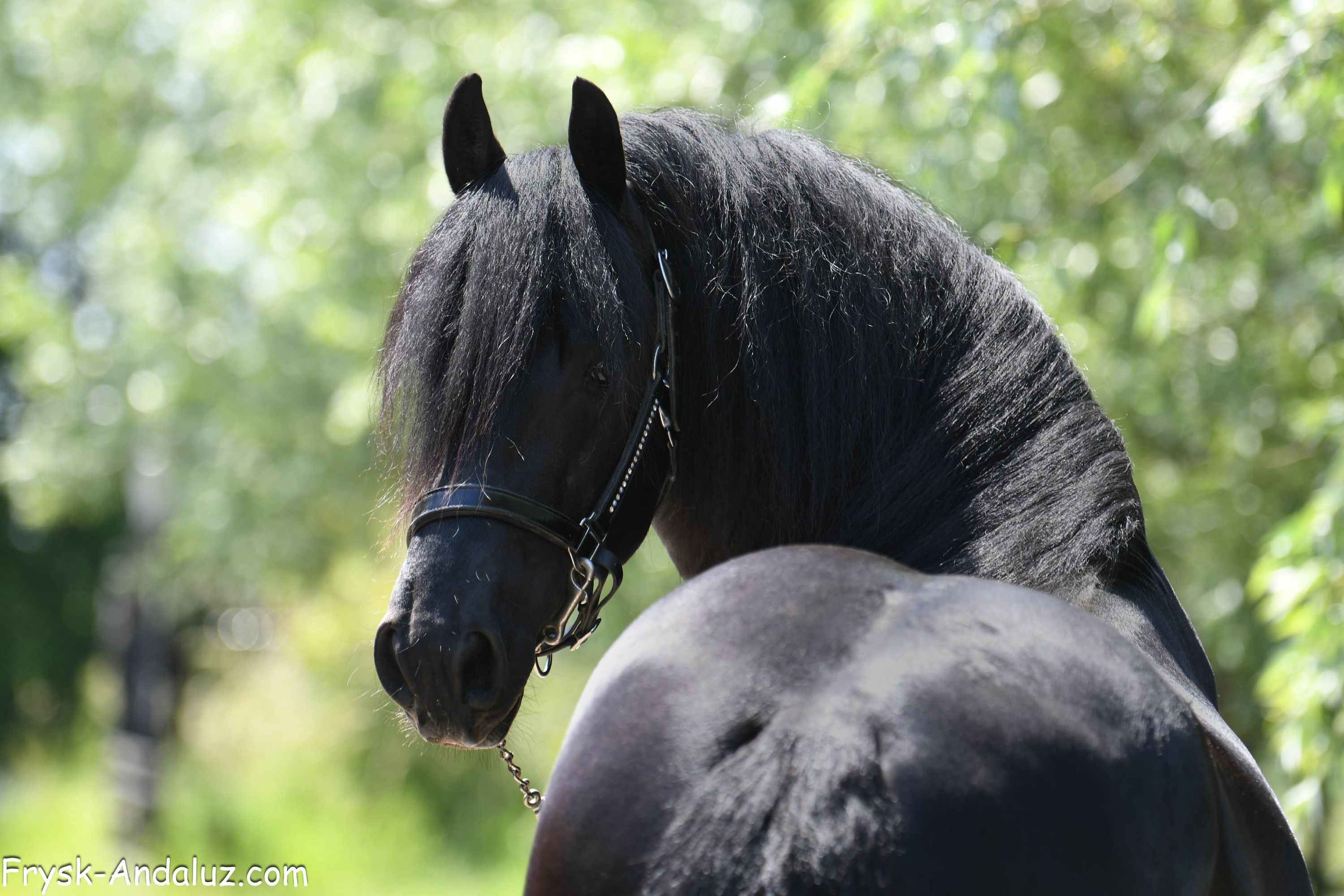 fries hengst 3 years old zwart for sale - Photo 4