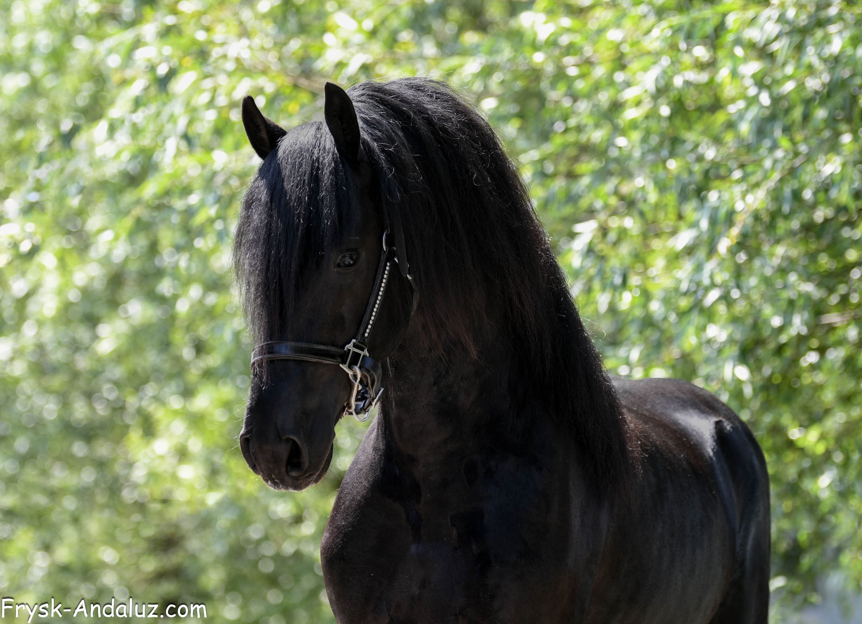 fries hengst 3 years old zwart for sale - Photo 2