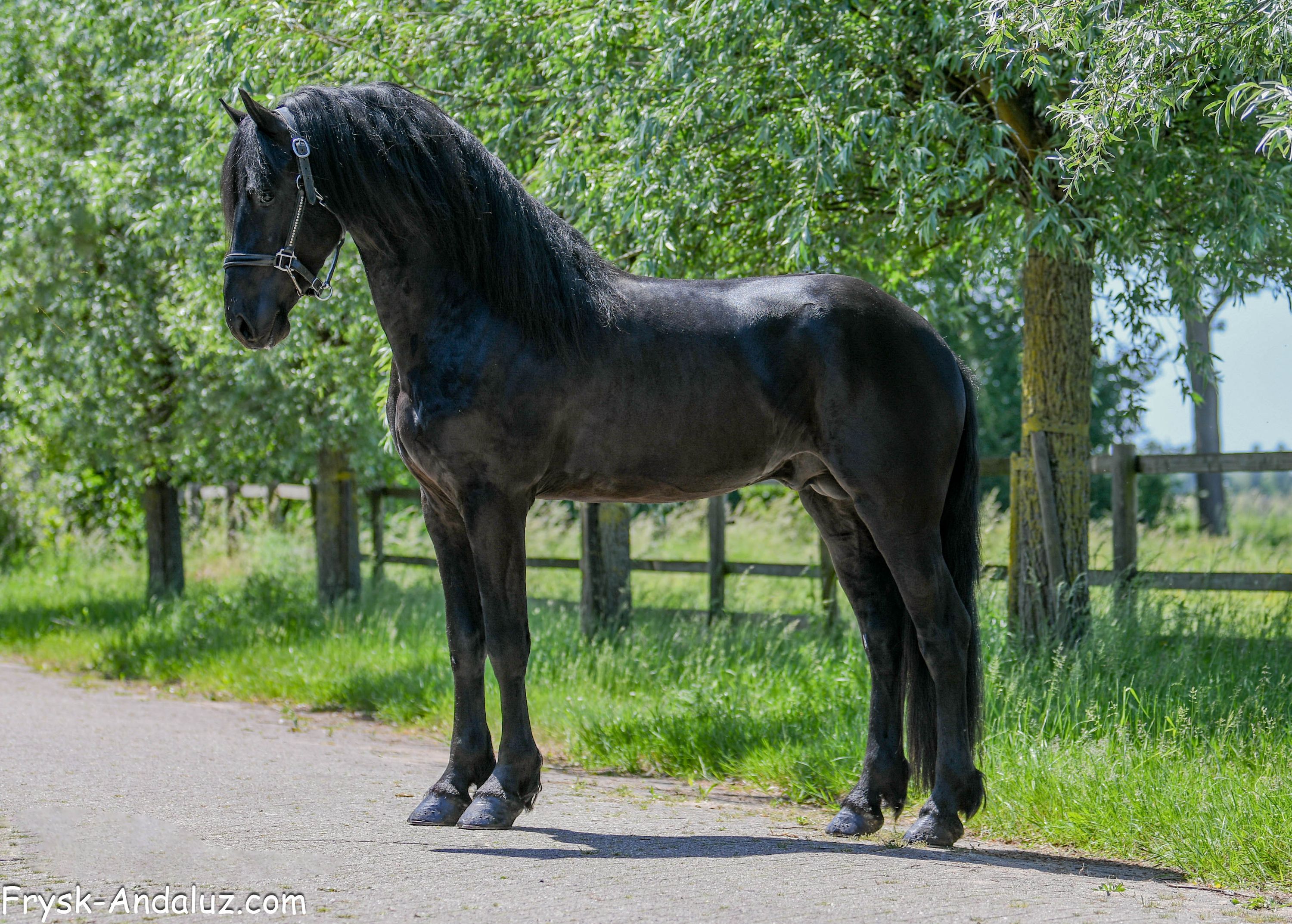 fries hengst 3 years old zwart for sale - Photo 6