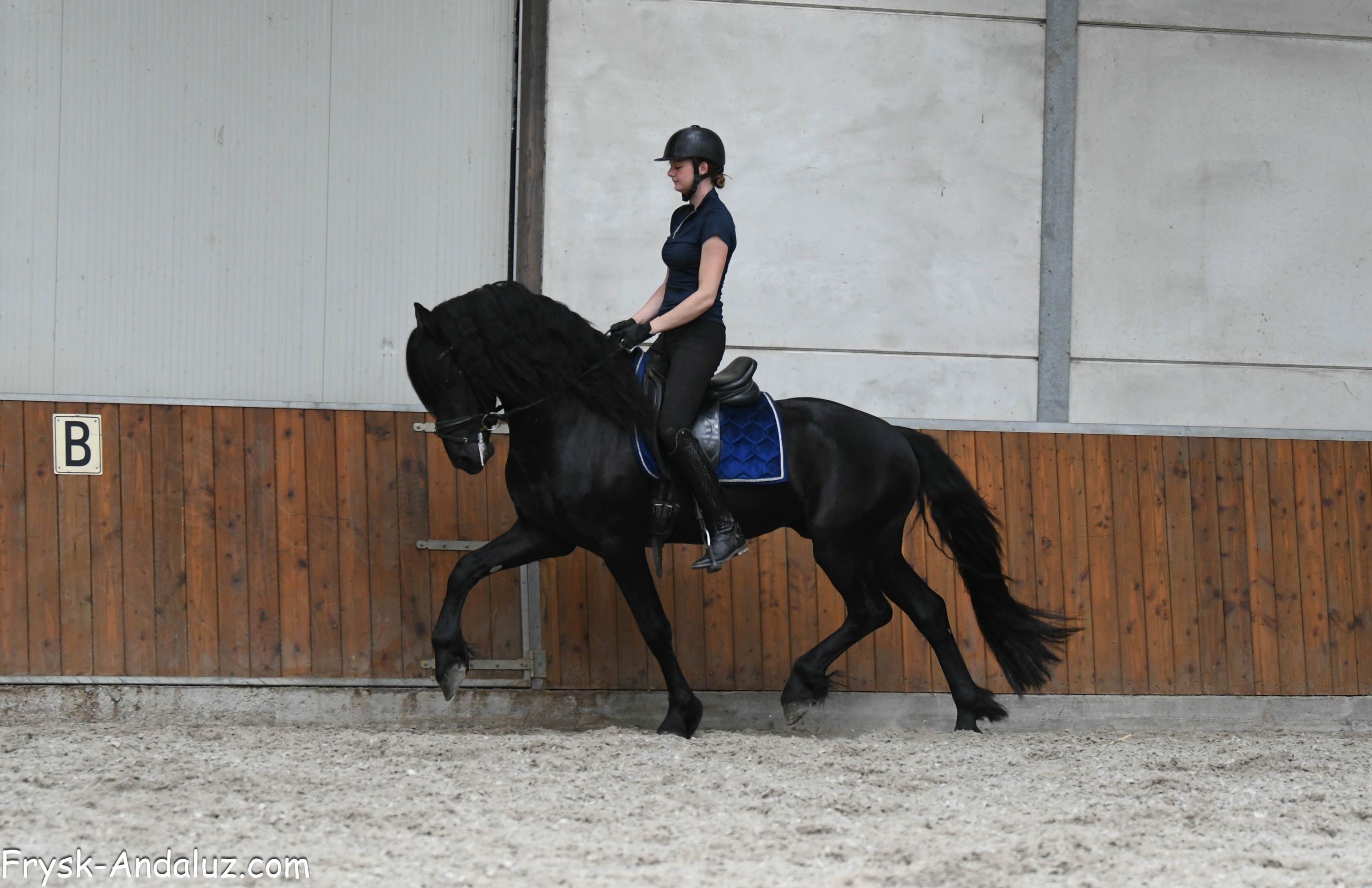 fries hengst 3 years old zwart for sale - Photo 5