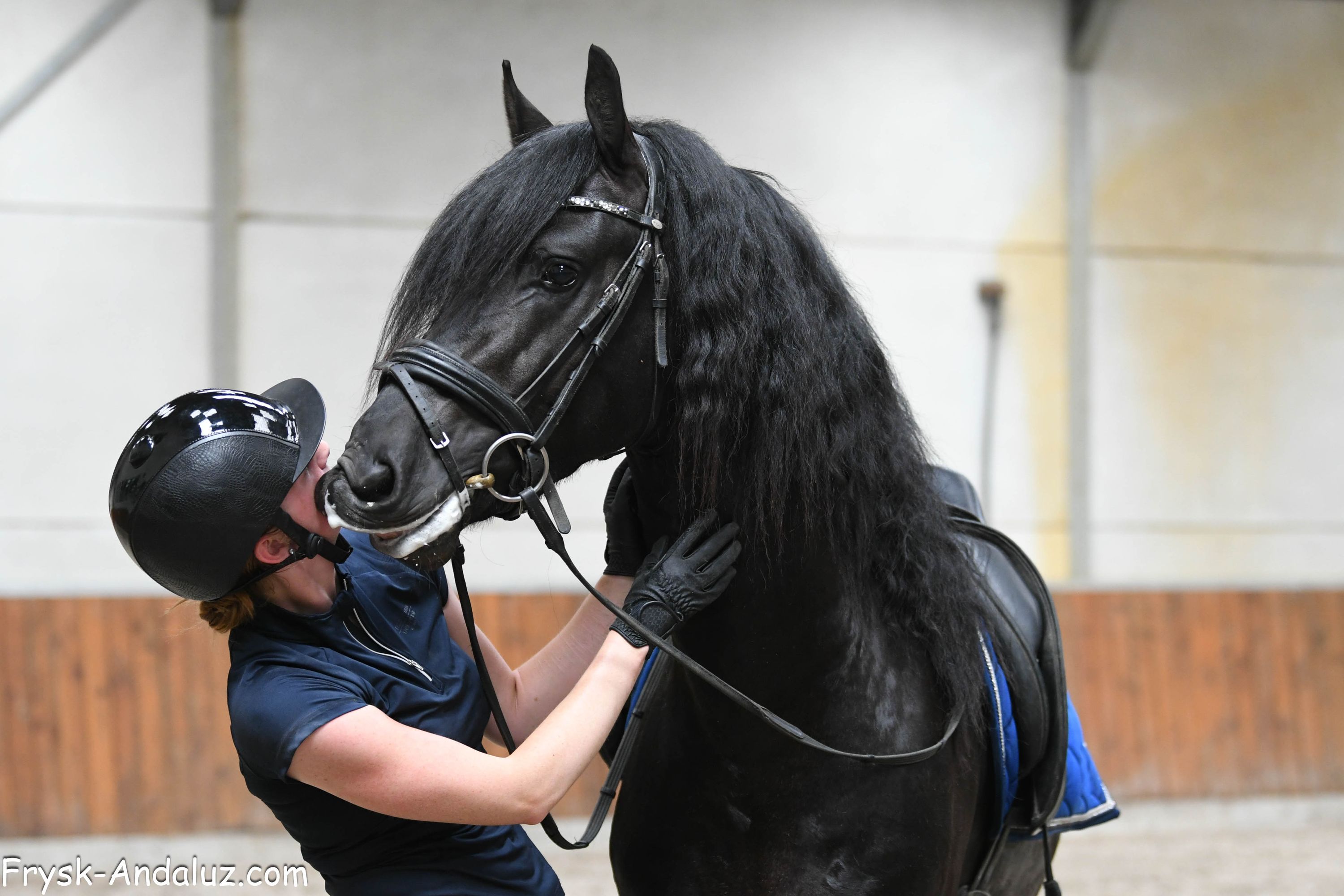 fries hengst 3 years old zwart for sale - Photo 3