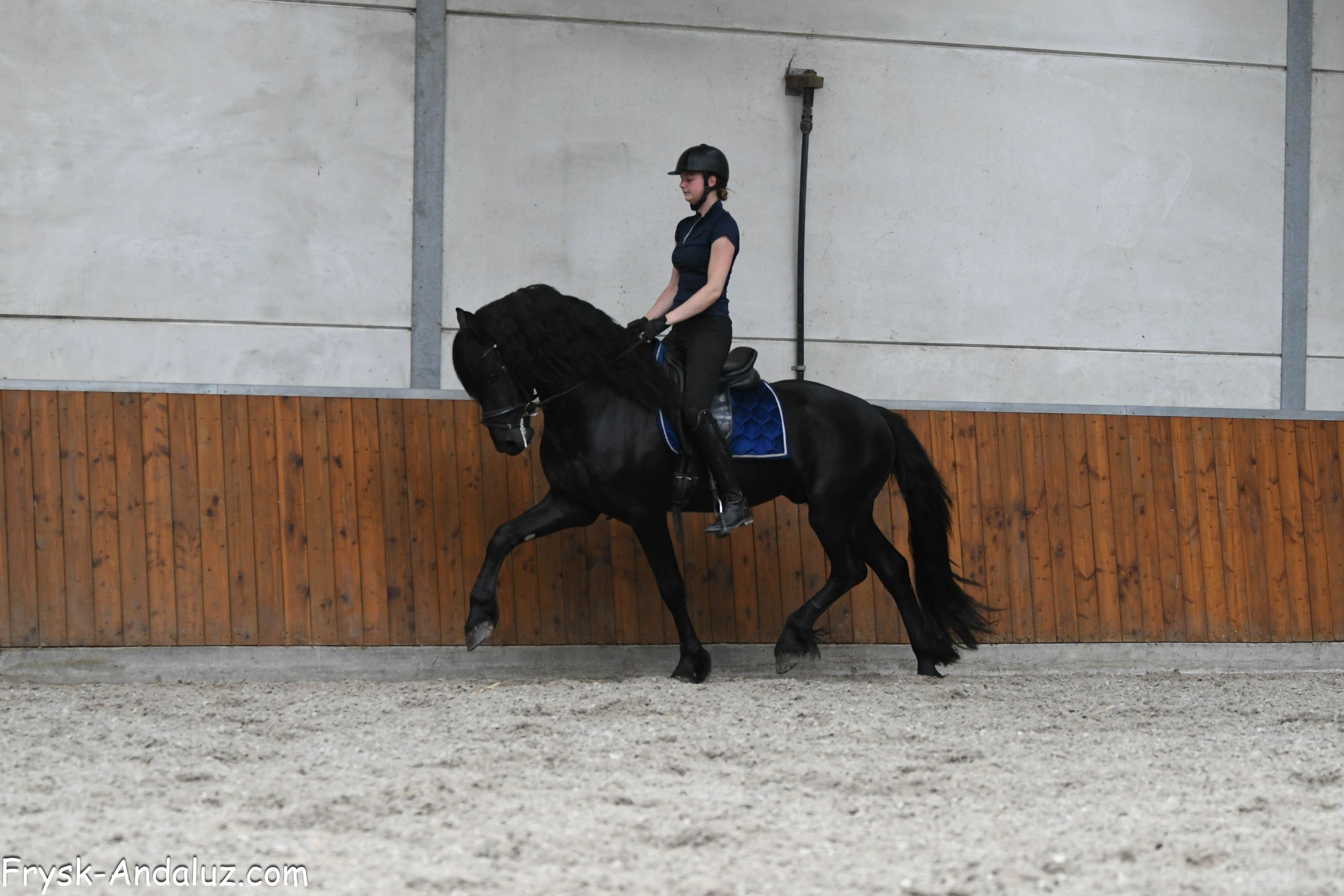 Beautiful Friesian stallion Yerre