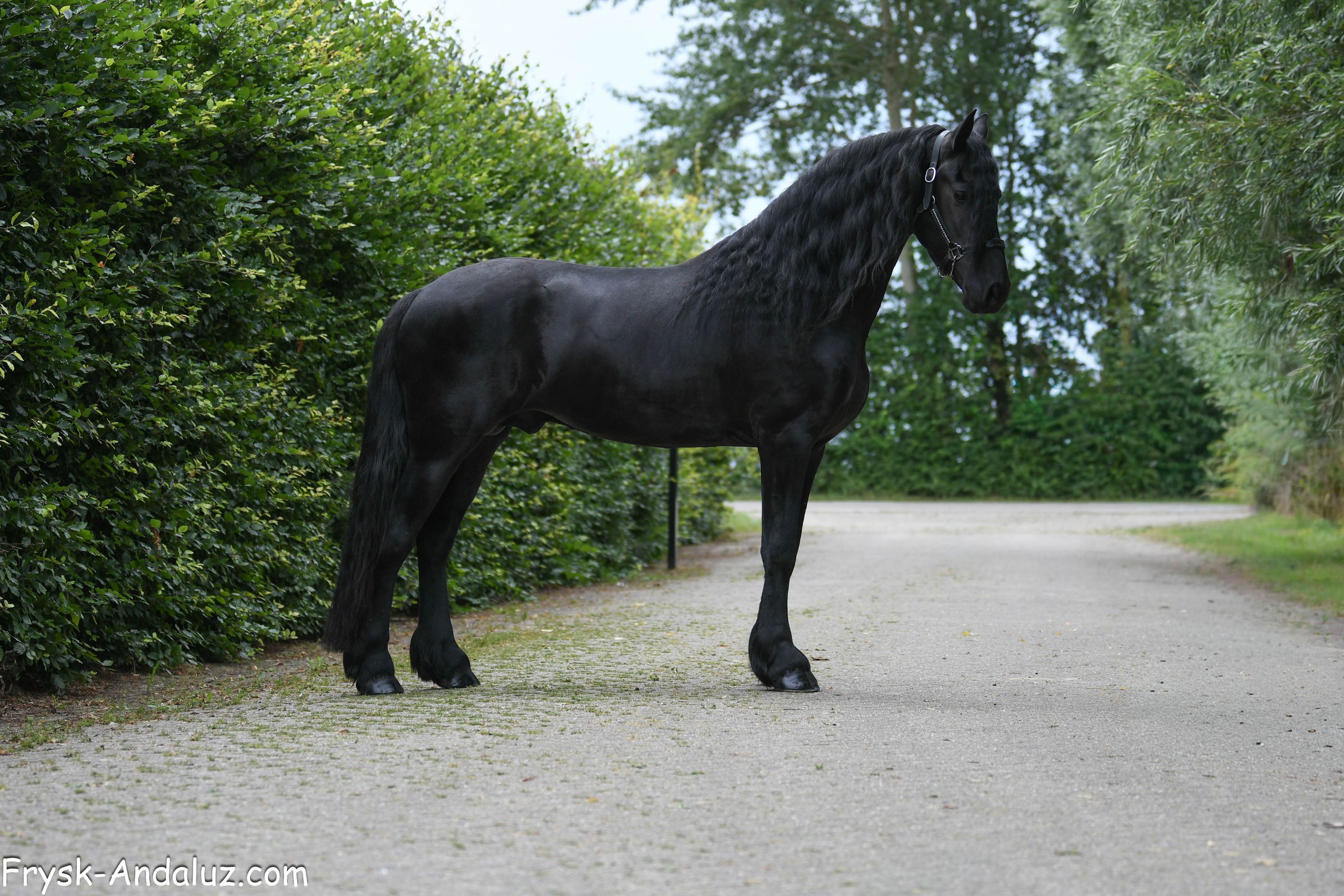 fries hengst 3 years old zwart for sale - Photo 2