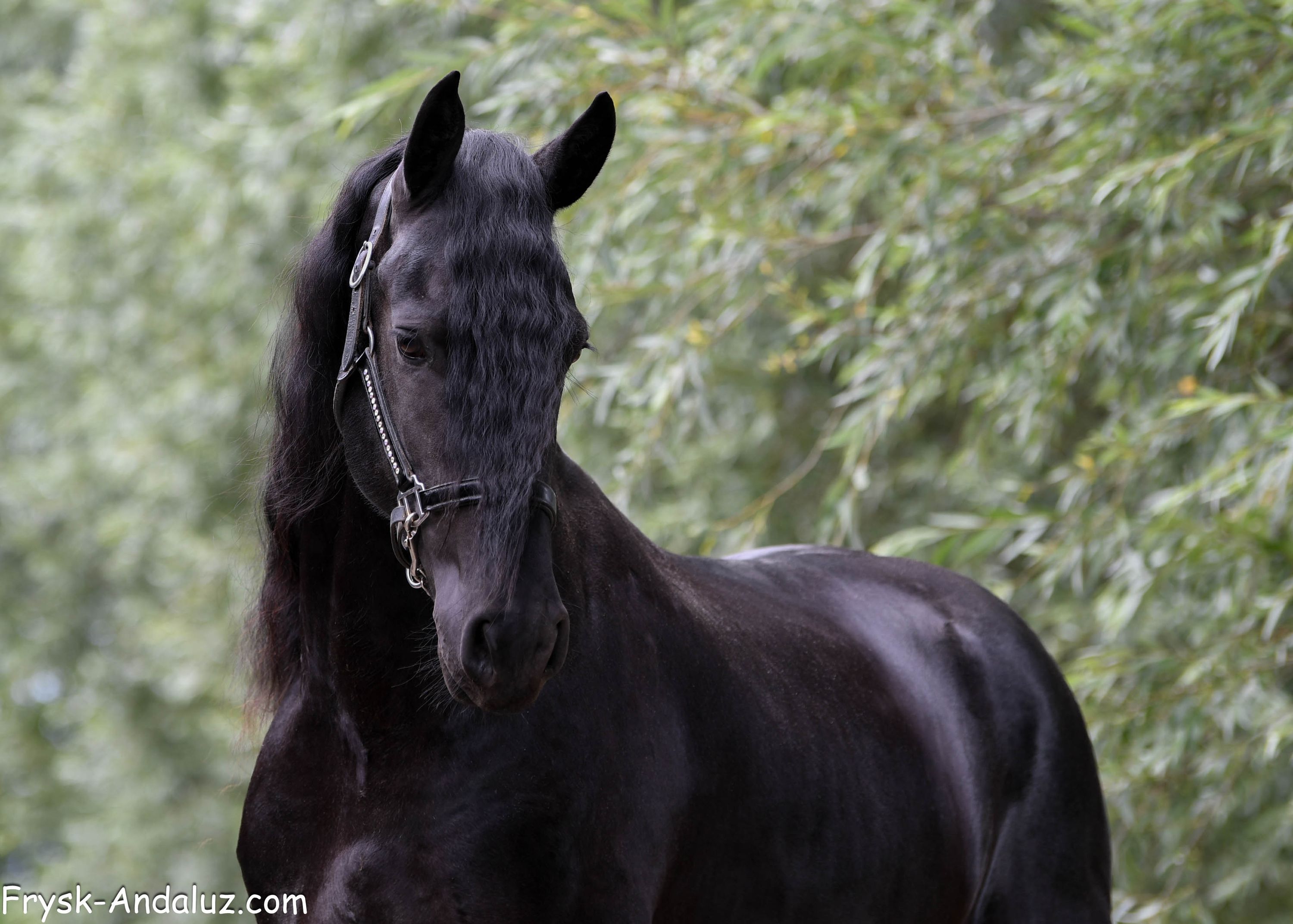 fries hengst 3 years old zwart for sale - Photo 3