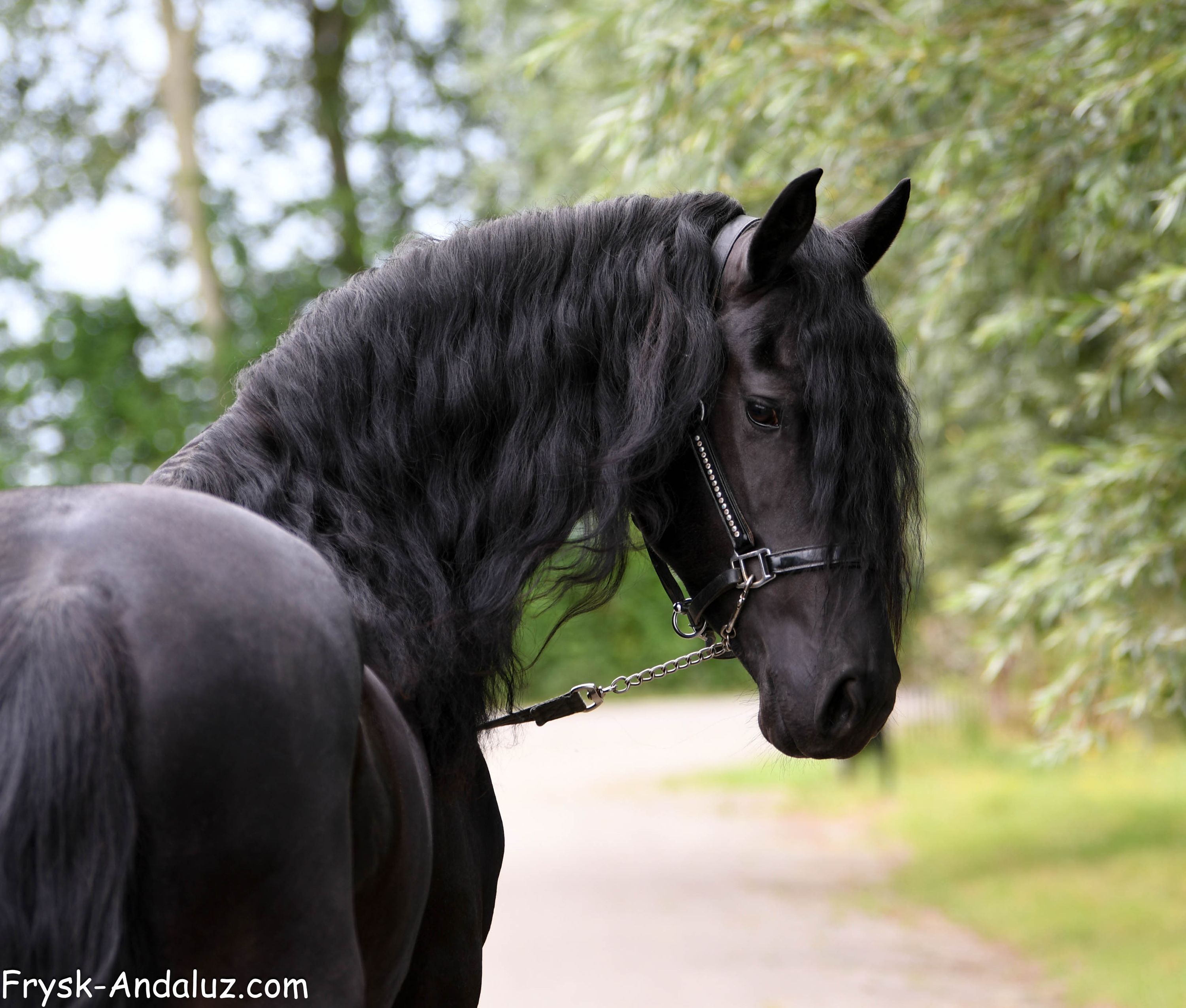 Magnificent Ster stallion Watse